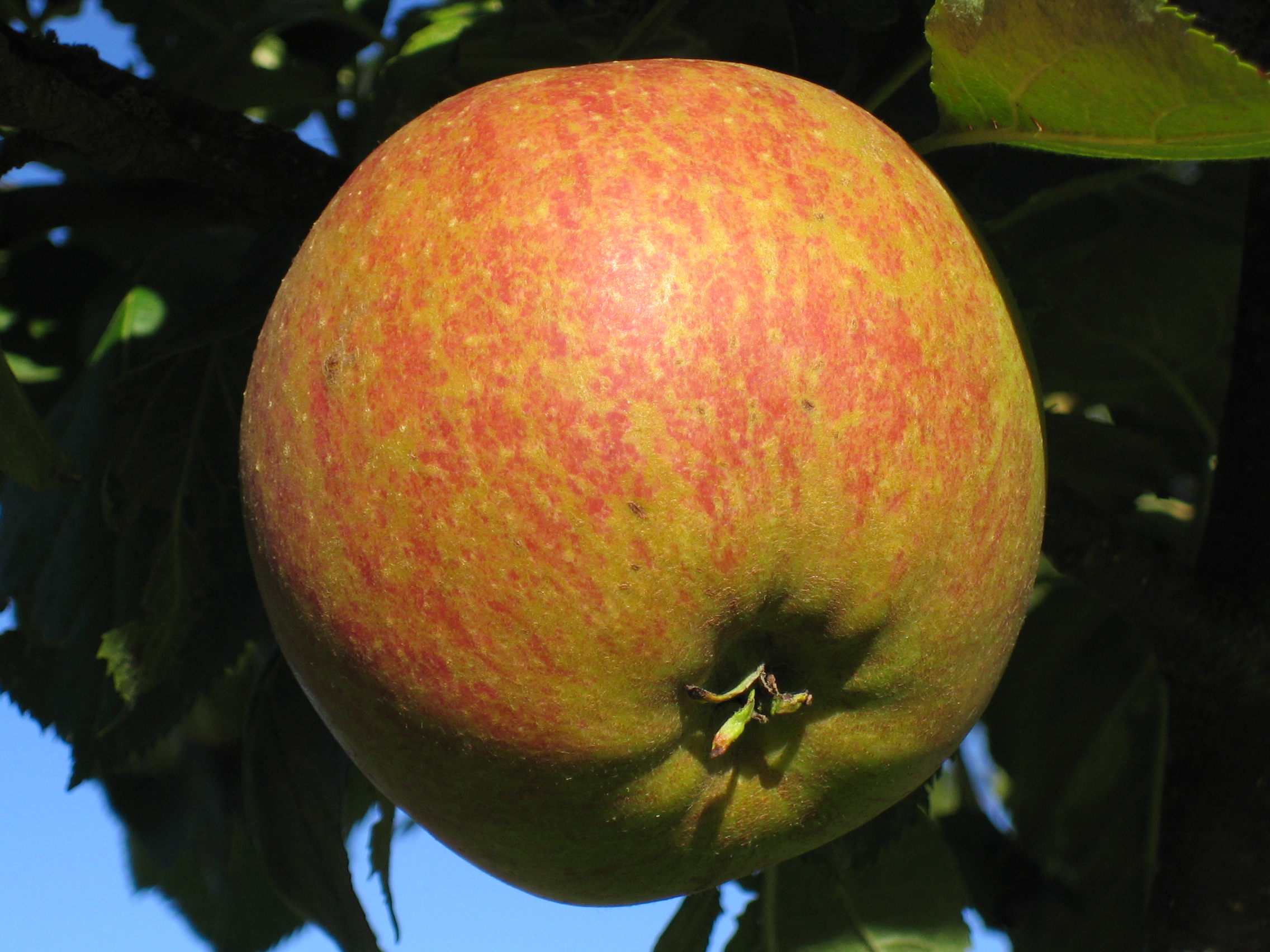 Cox orange renette