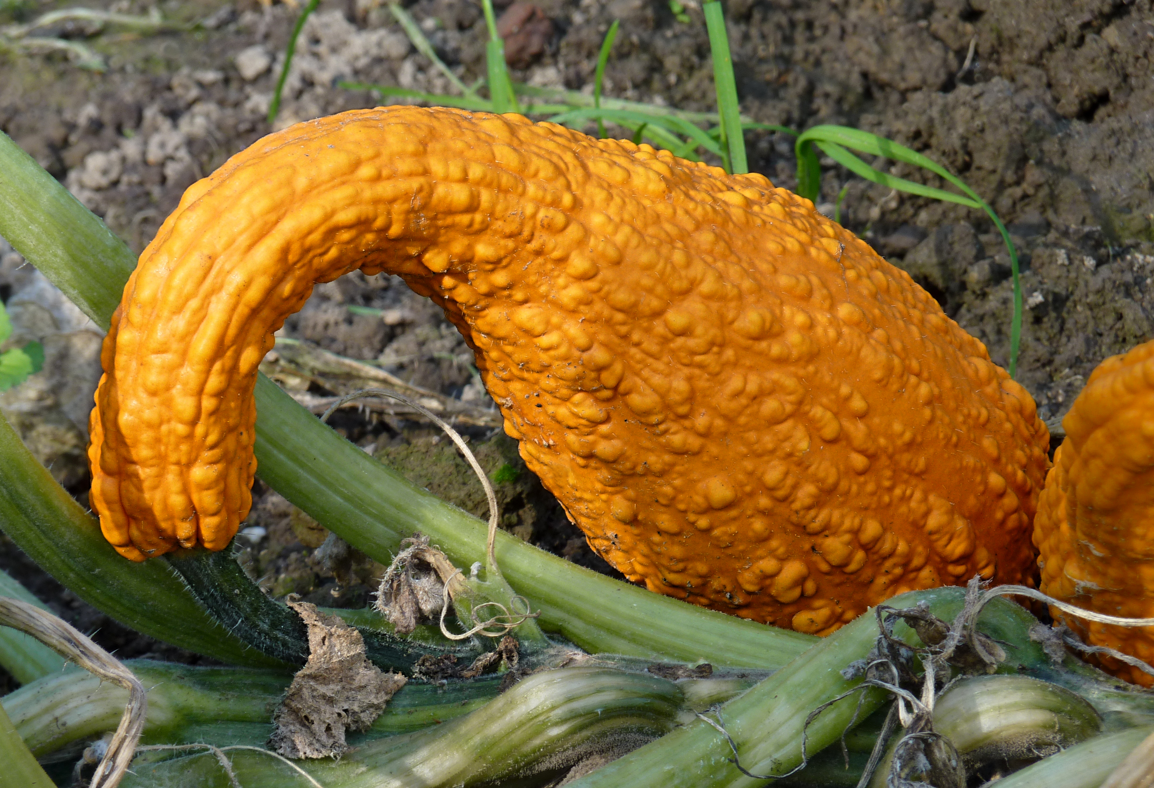 Crookneck squash J1