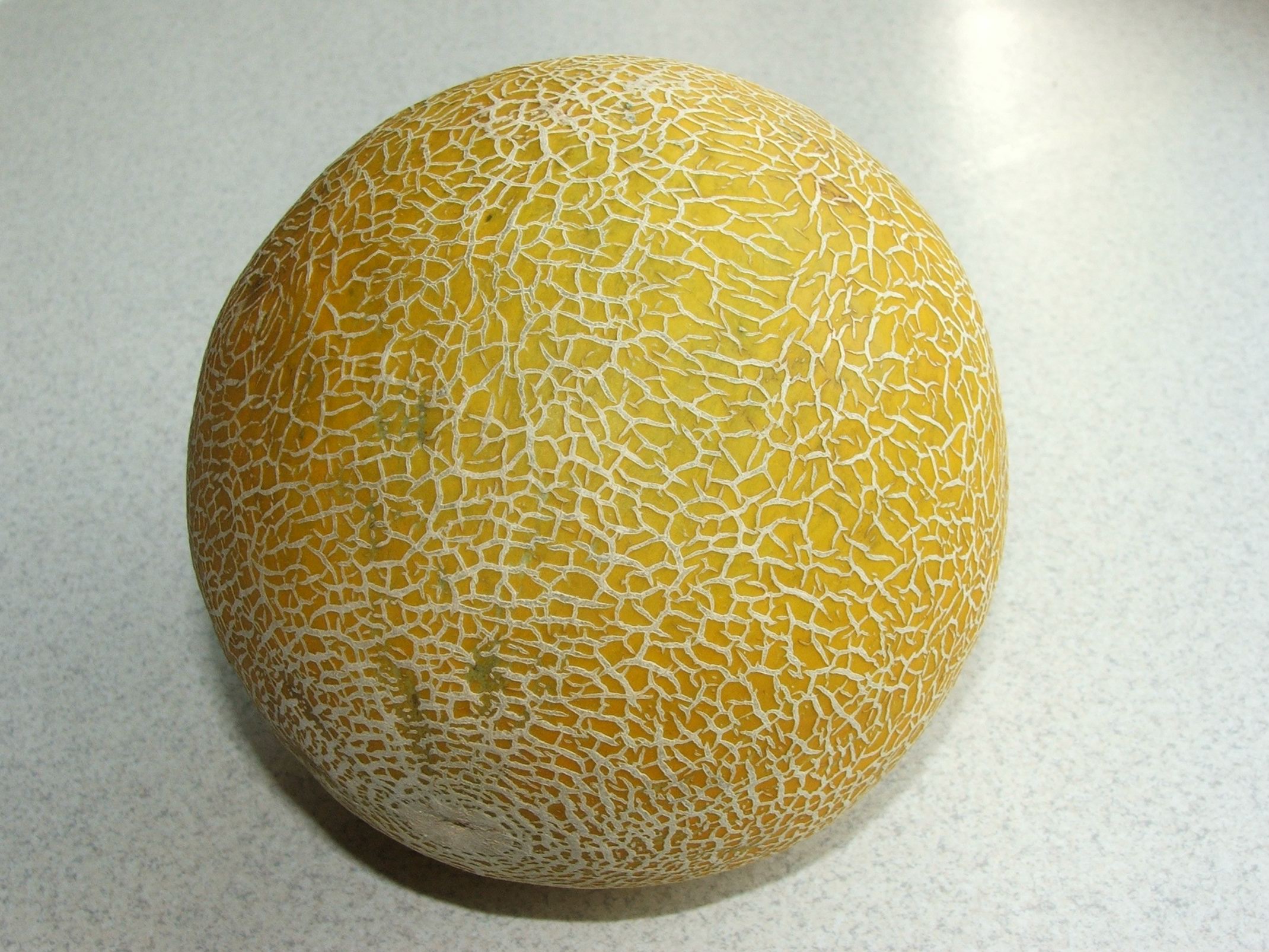 Cucumis melo 2 (Piotr Kuczynski)