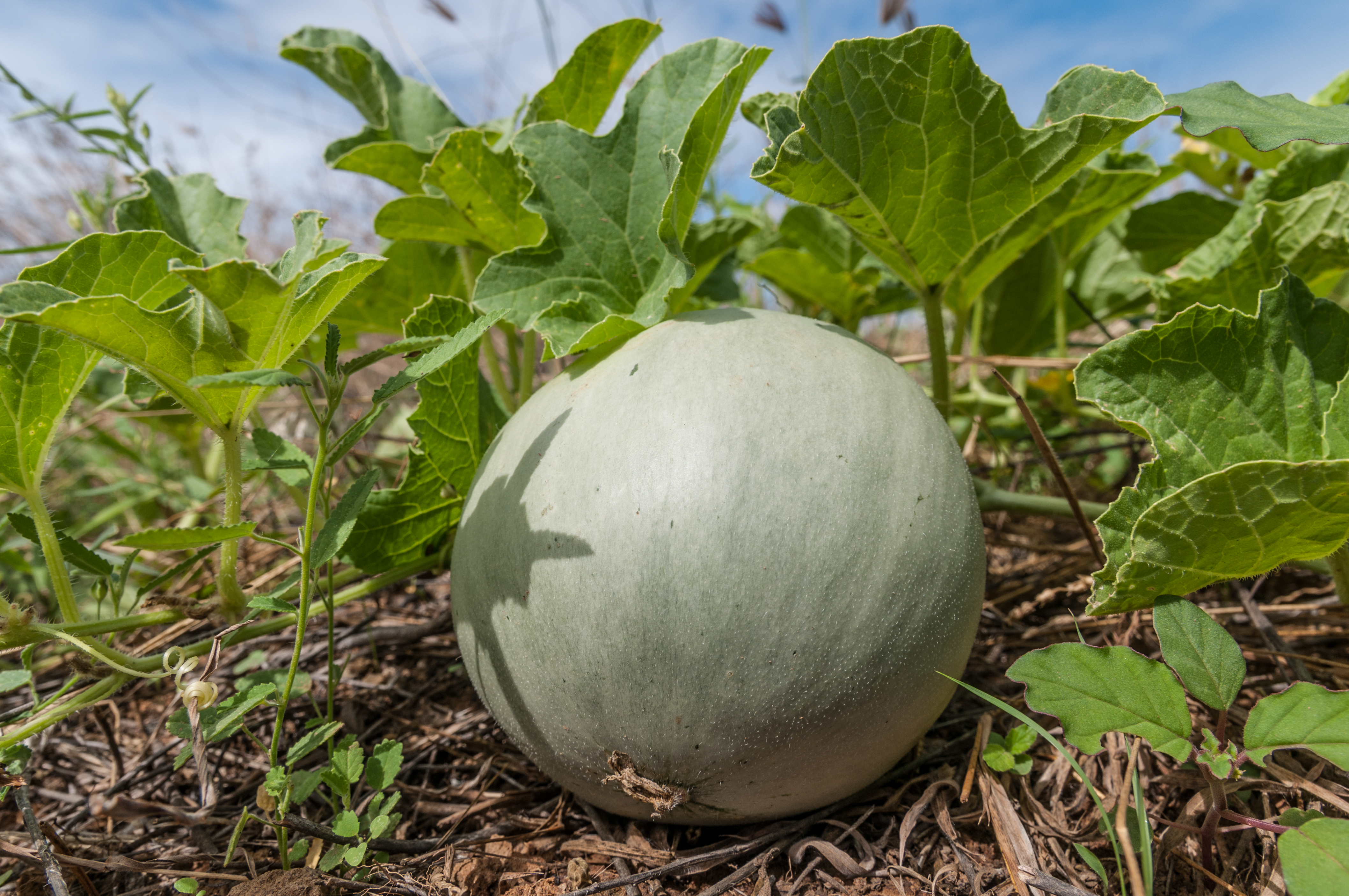 Cucumis melo 34
