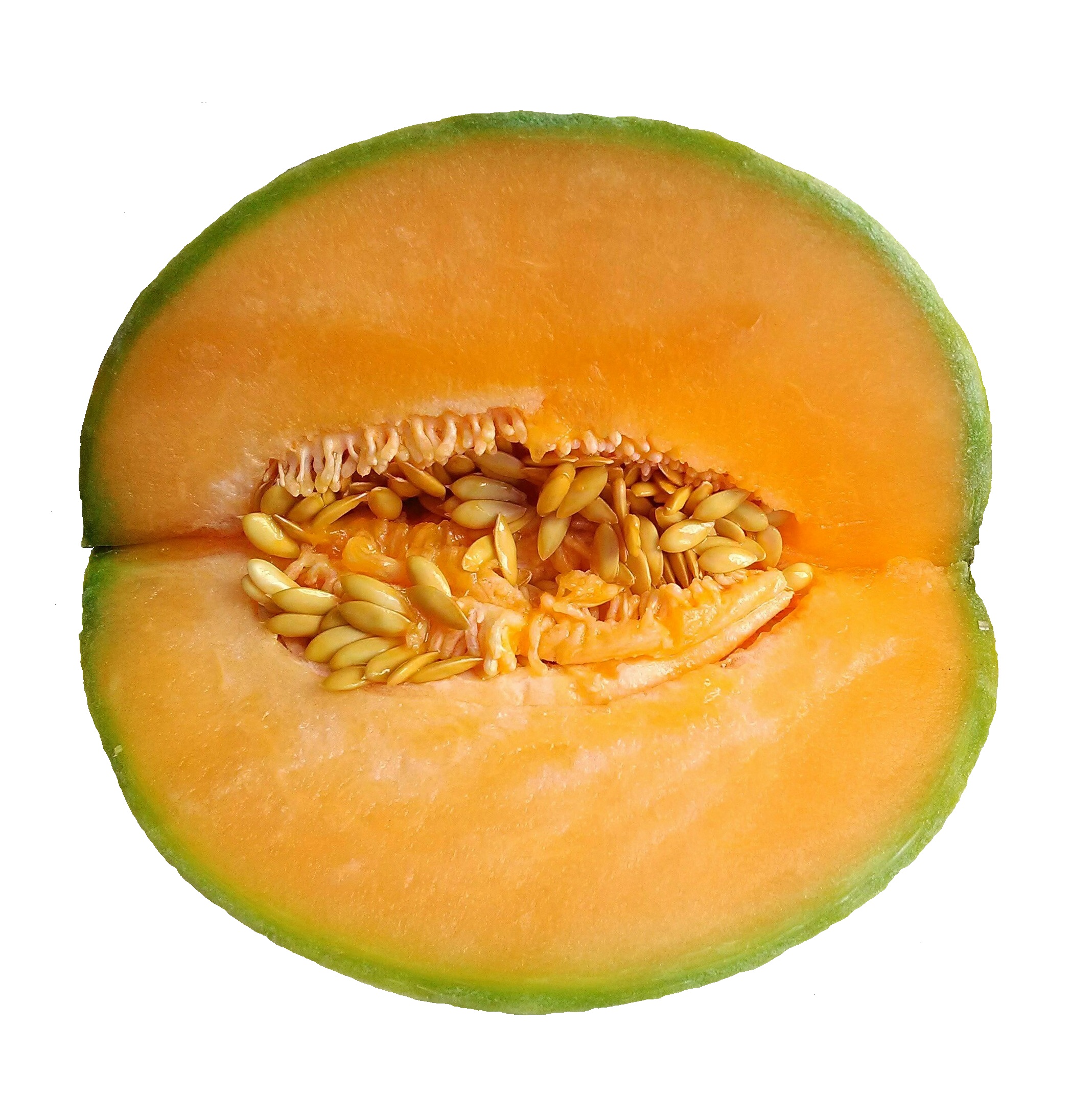 Cucumis melo on white background