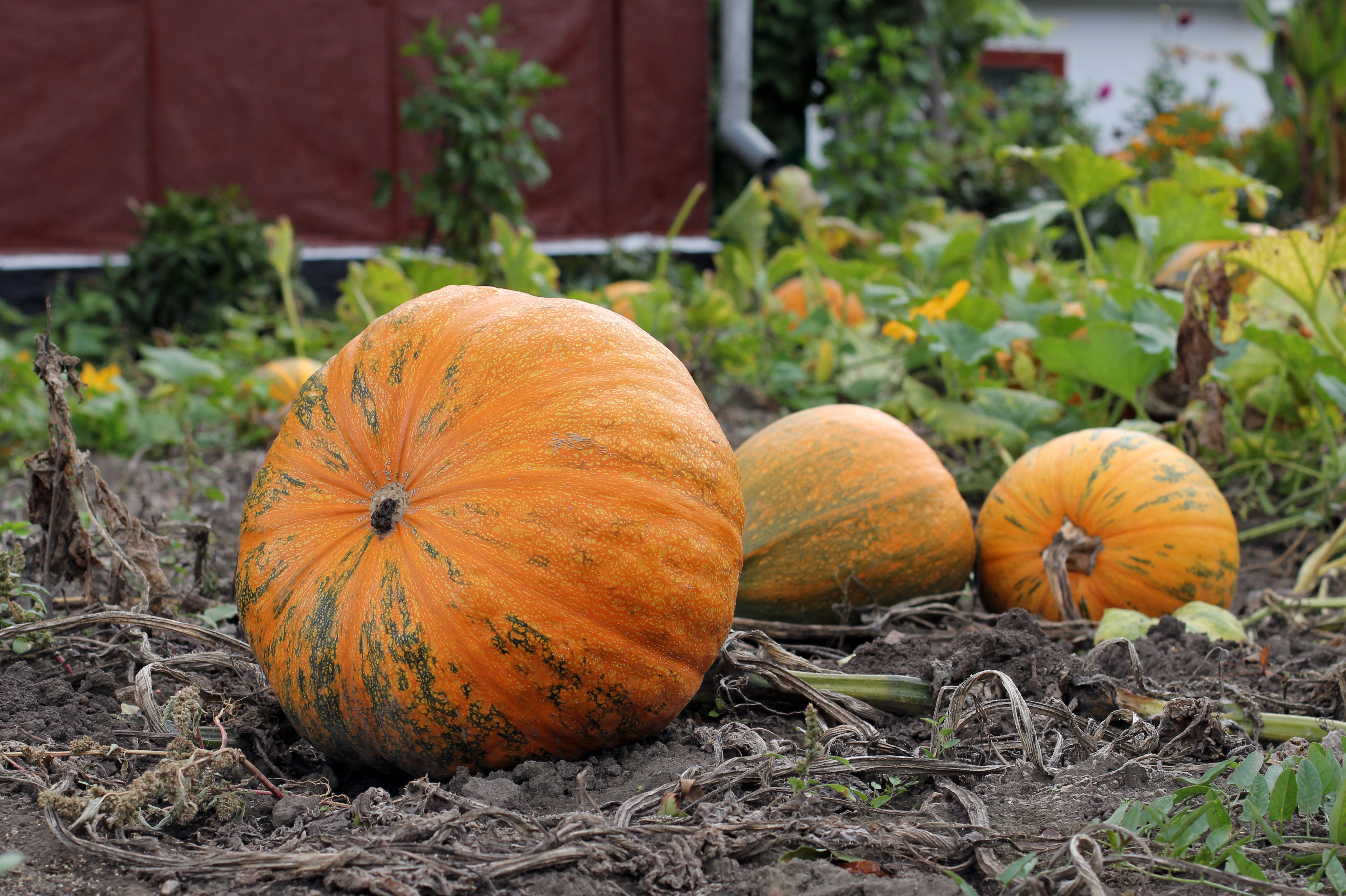 Cucurbita pepo 2013 G1