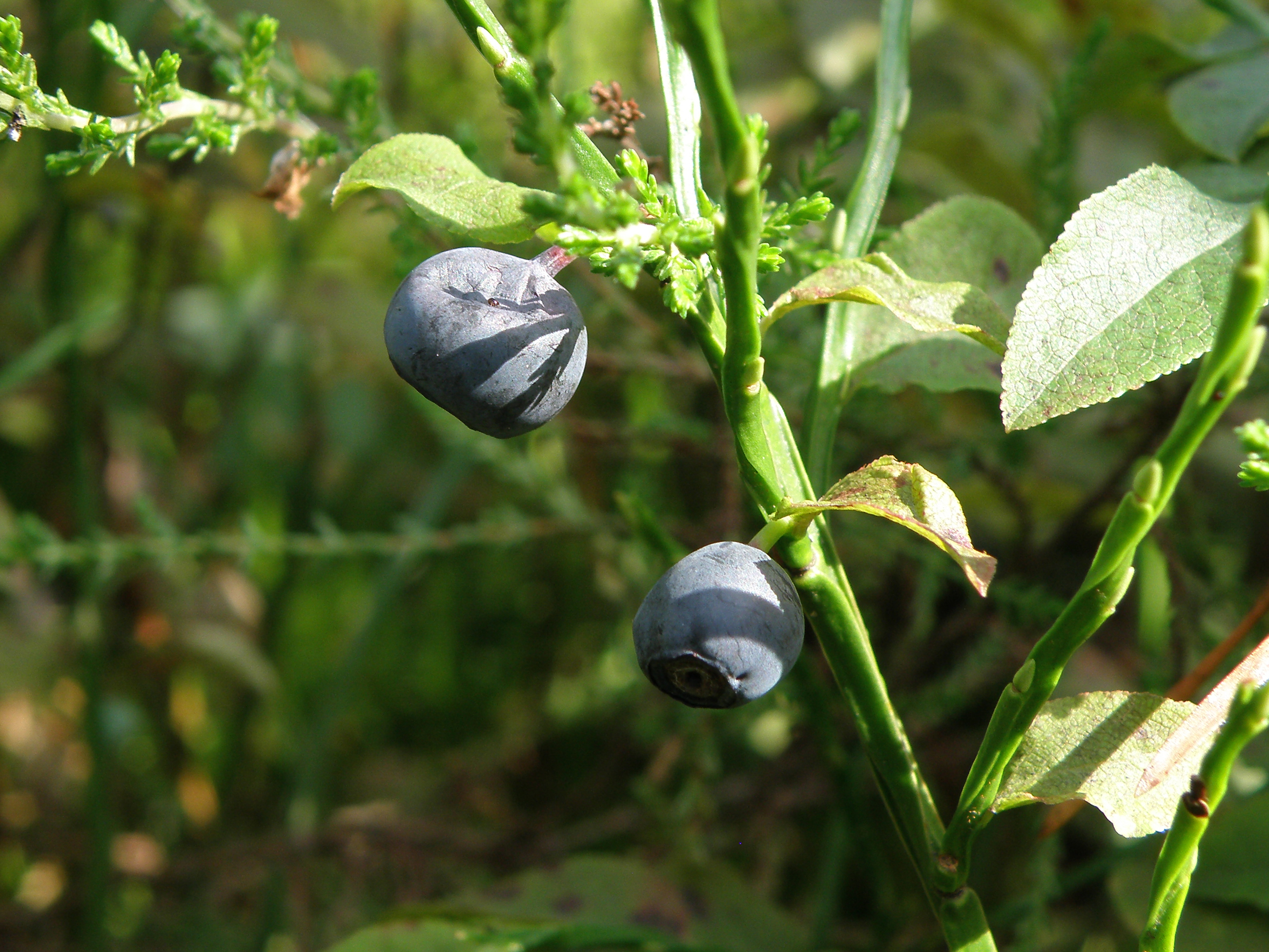Czarna jagoda - Vaccinium myrtillus (1)