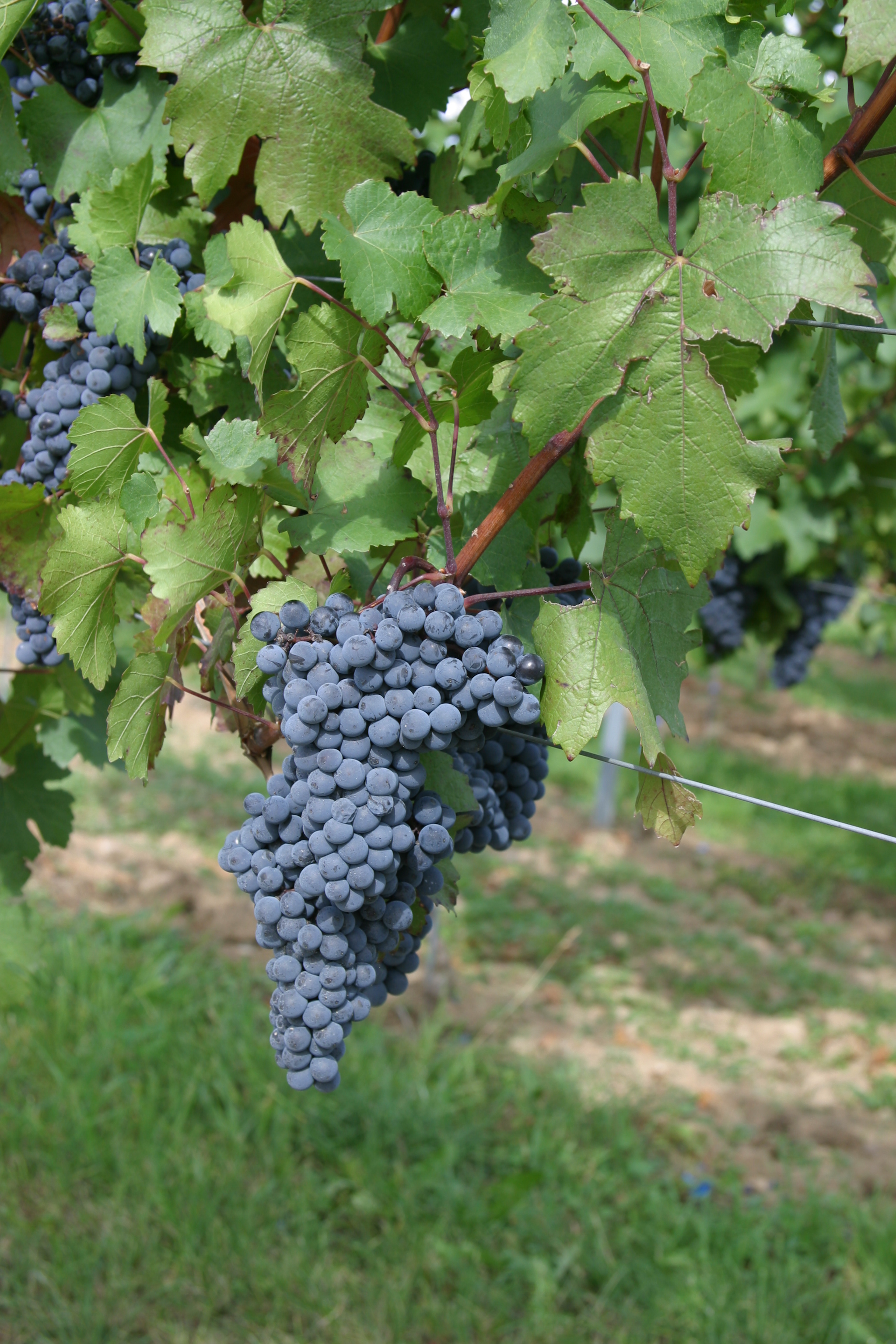 Leafs and grapes of the red grape variety Dakapo.