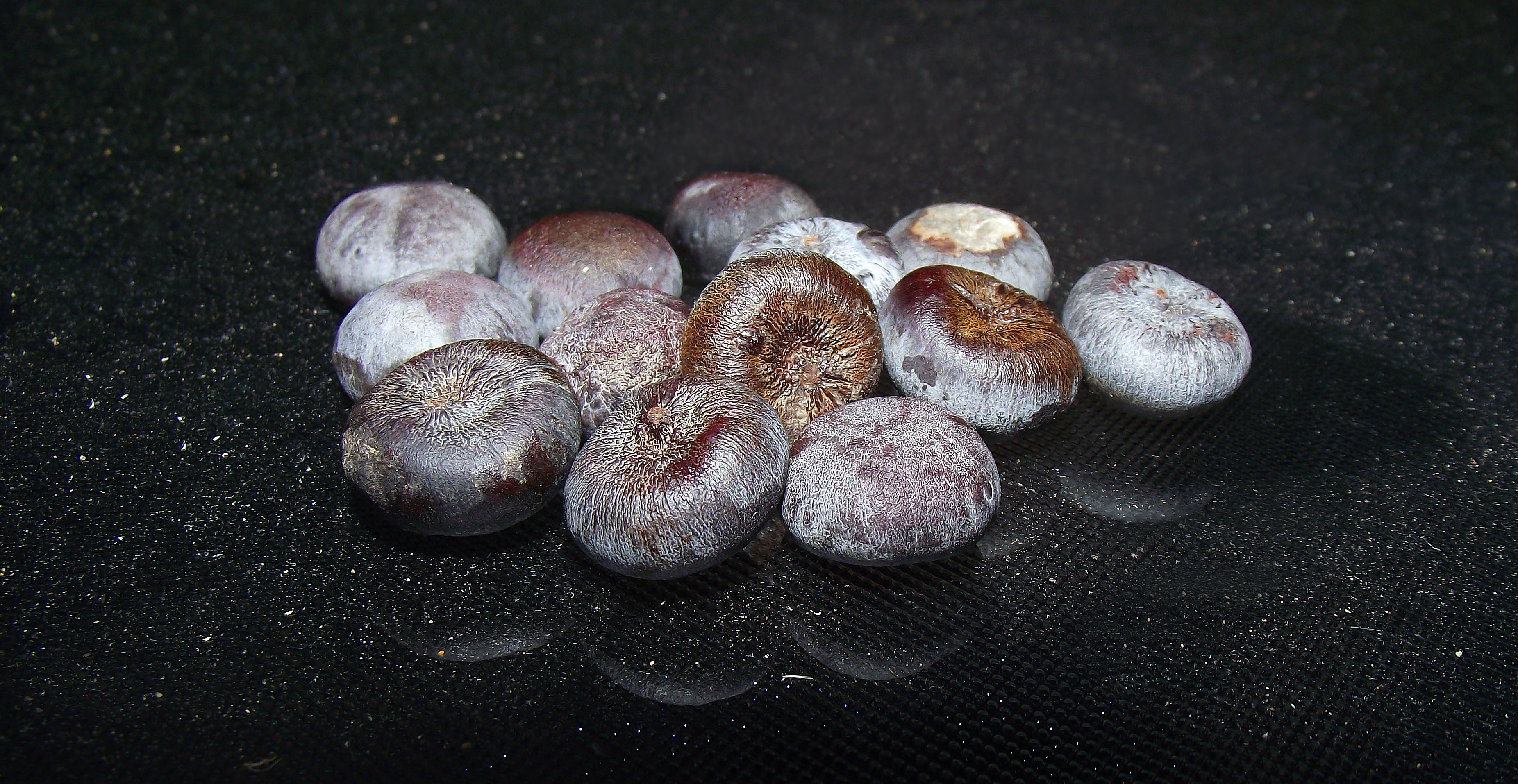 Date Palm seeds July 2010