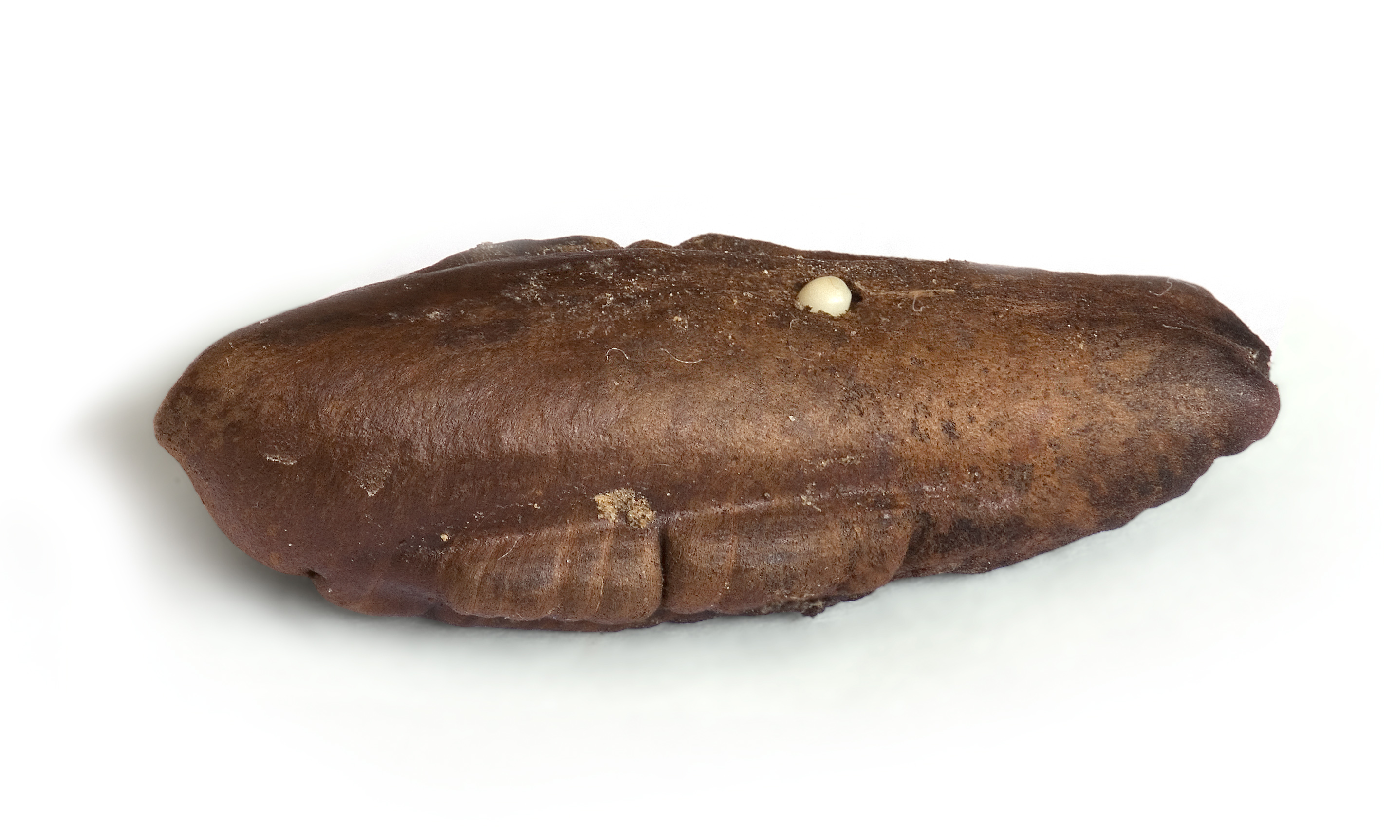 Date Seed sprouting