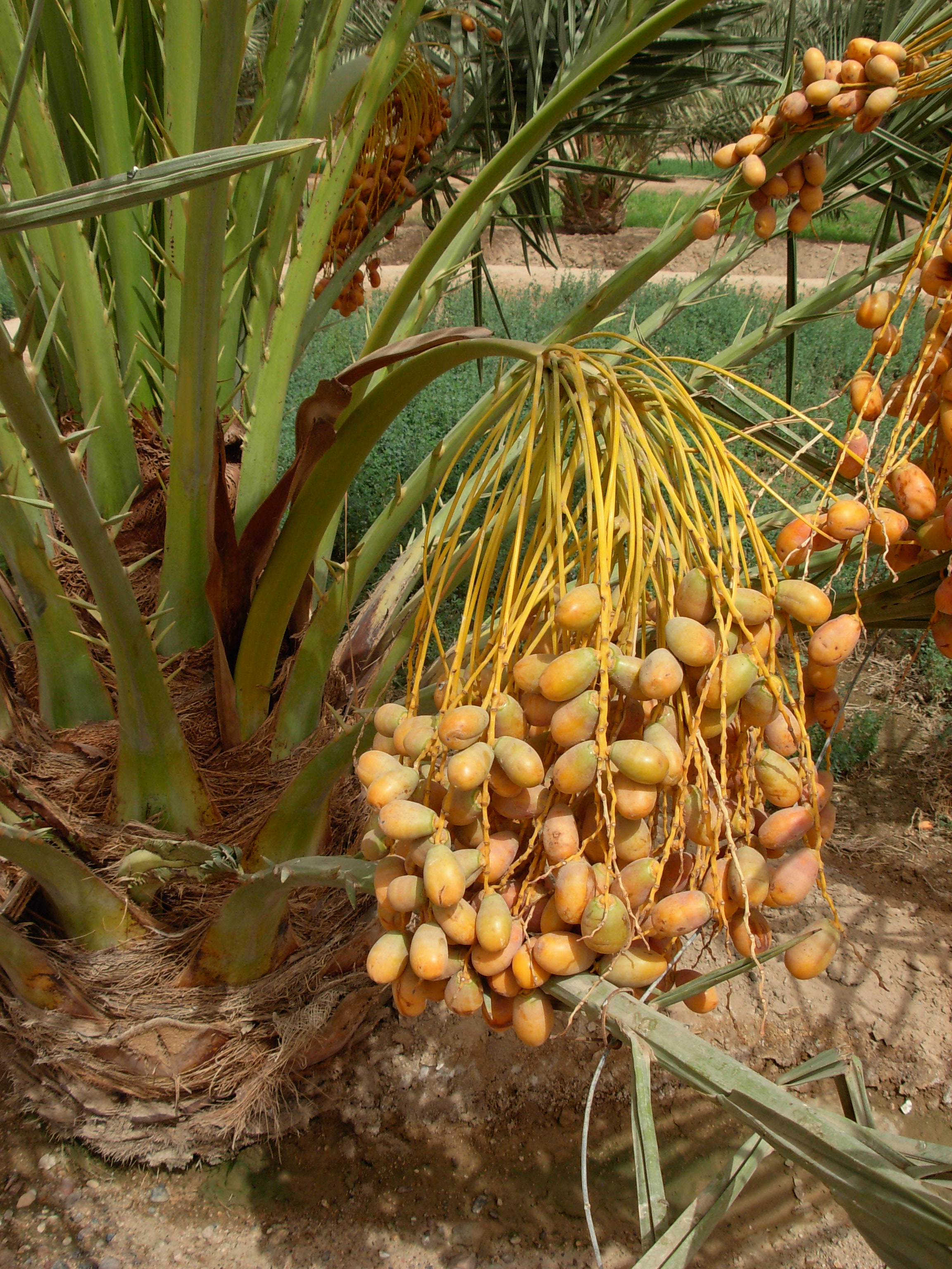 Dates ripe