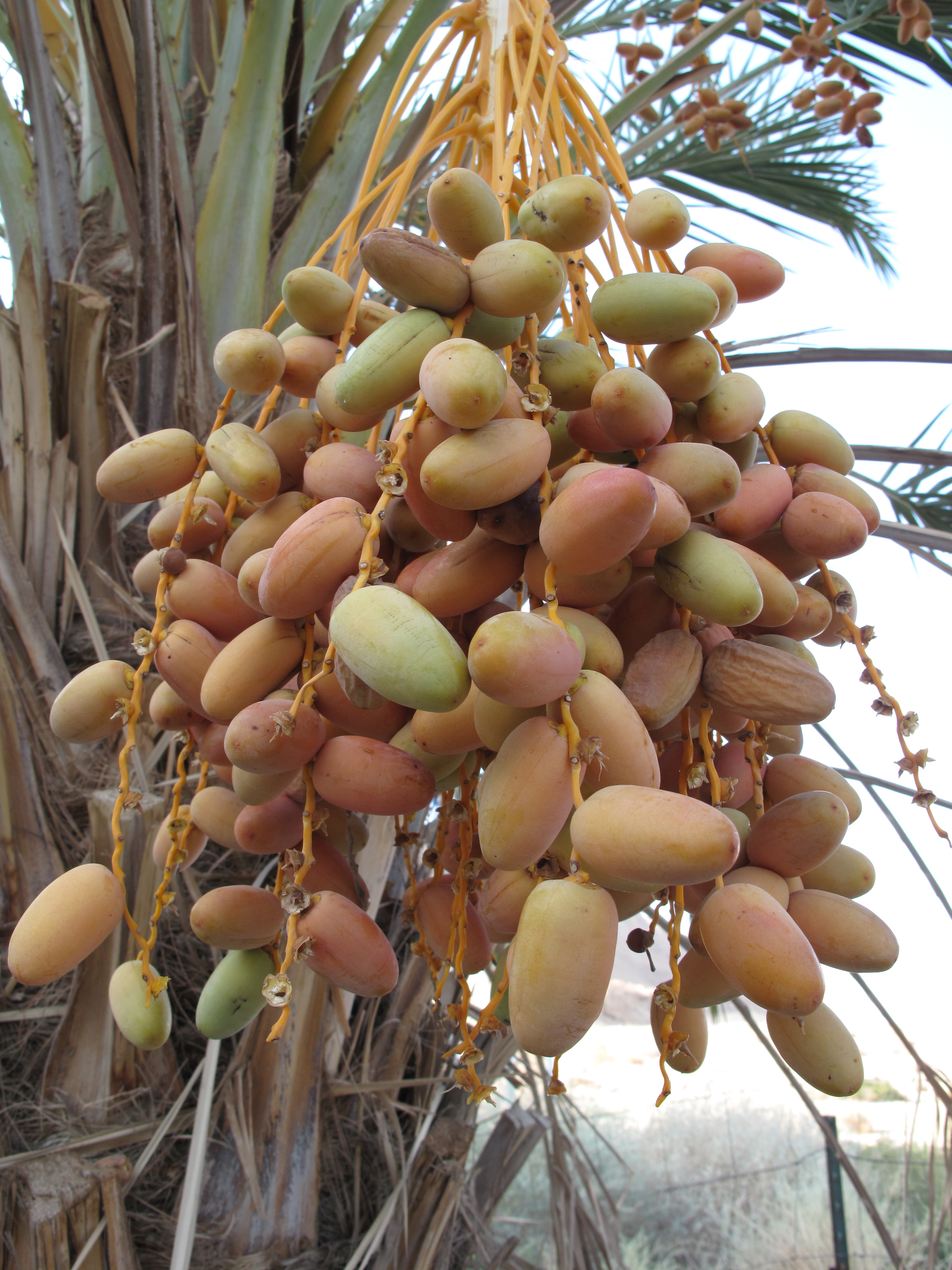 Dead Sea, date palm fruits ripenning