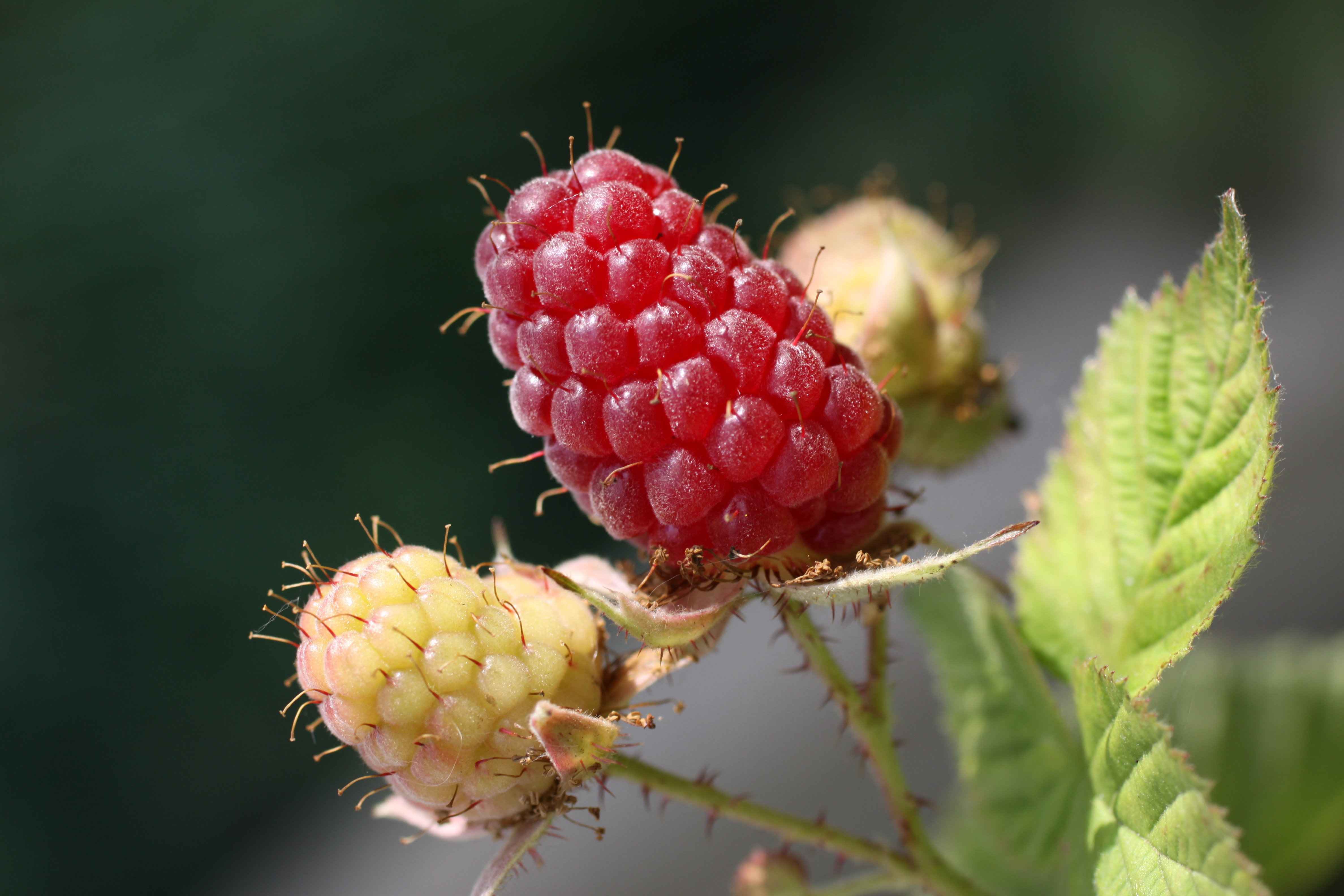 Deux framboises (1)