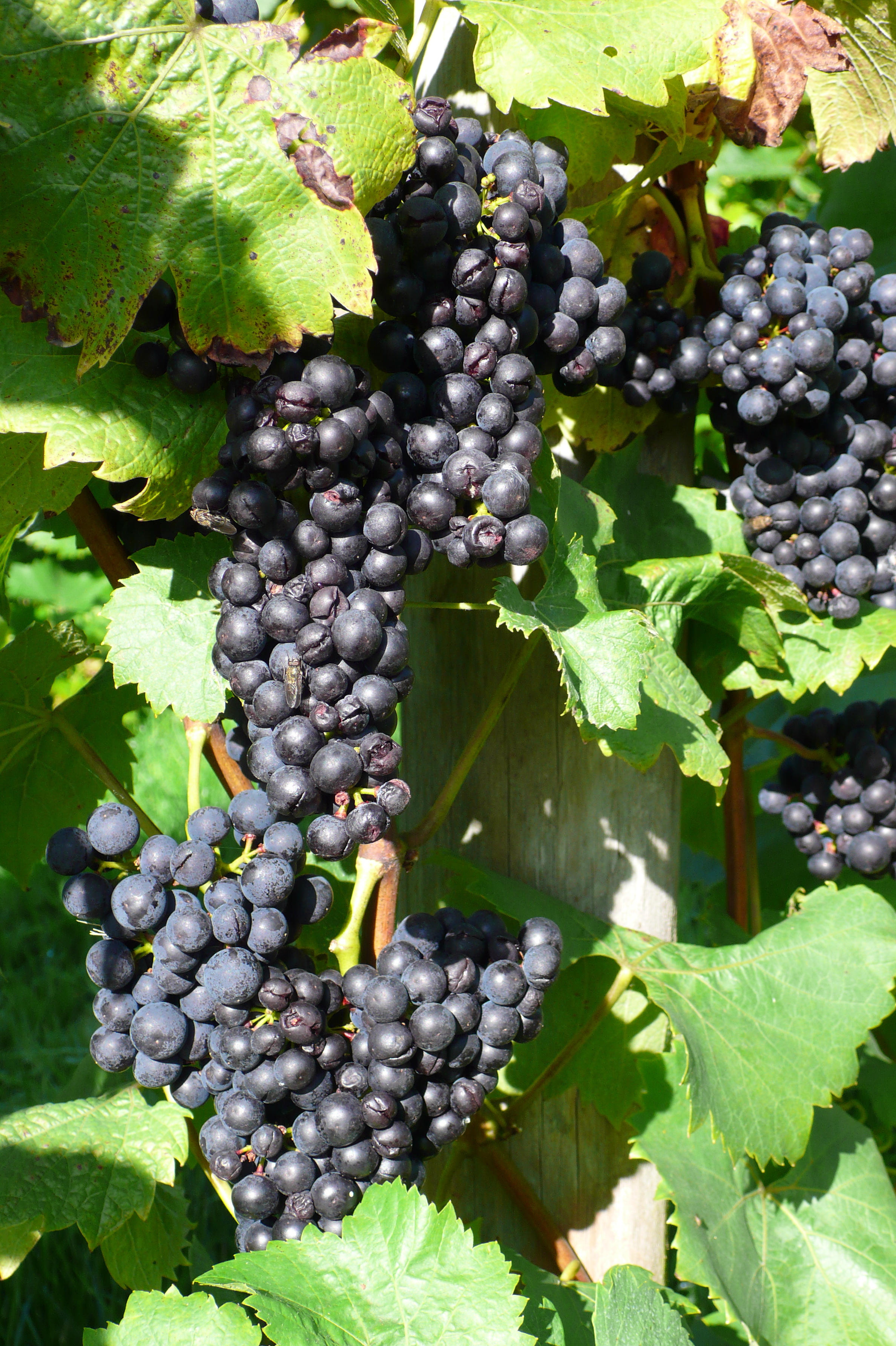 Dornfelder grapes
