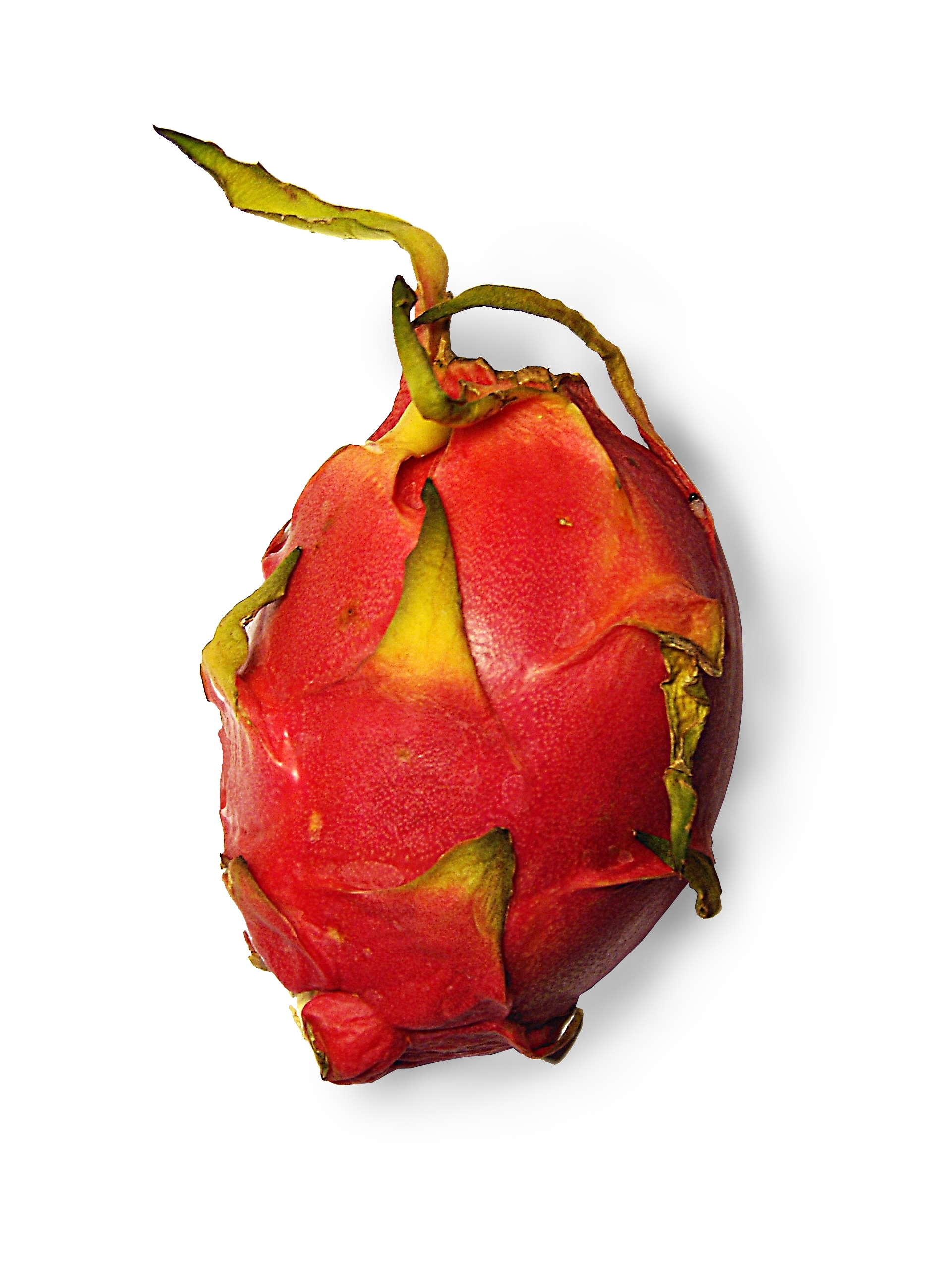 Drachenfrucht 2010