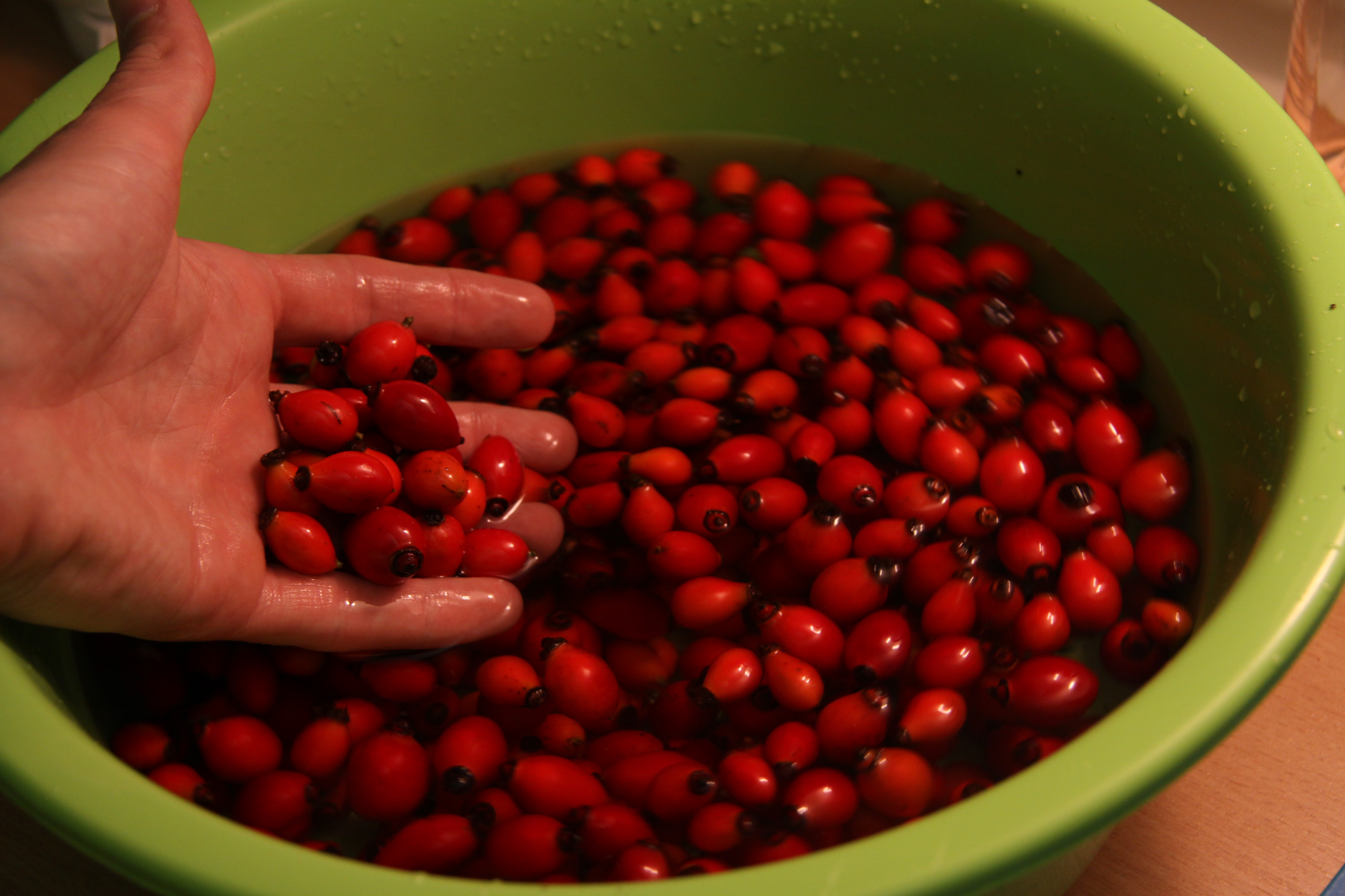 Drying of Rose hips for tea (3)