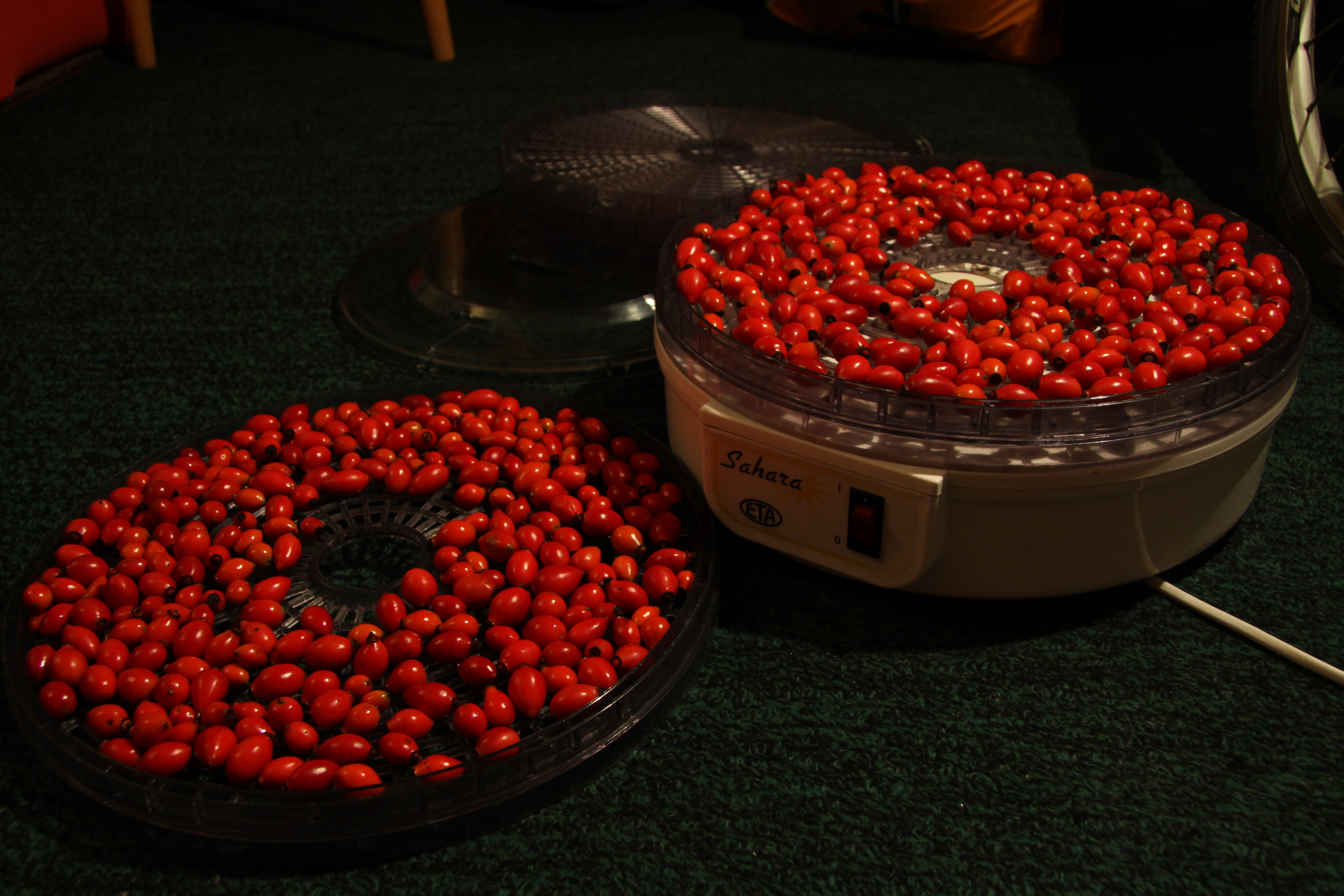 Drying of Rose hips for tea (5)