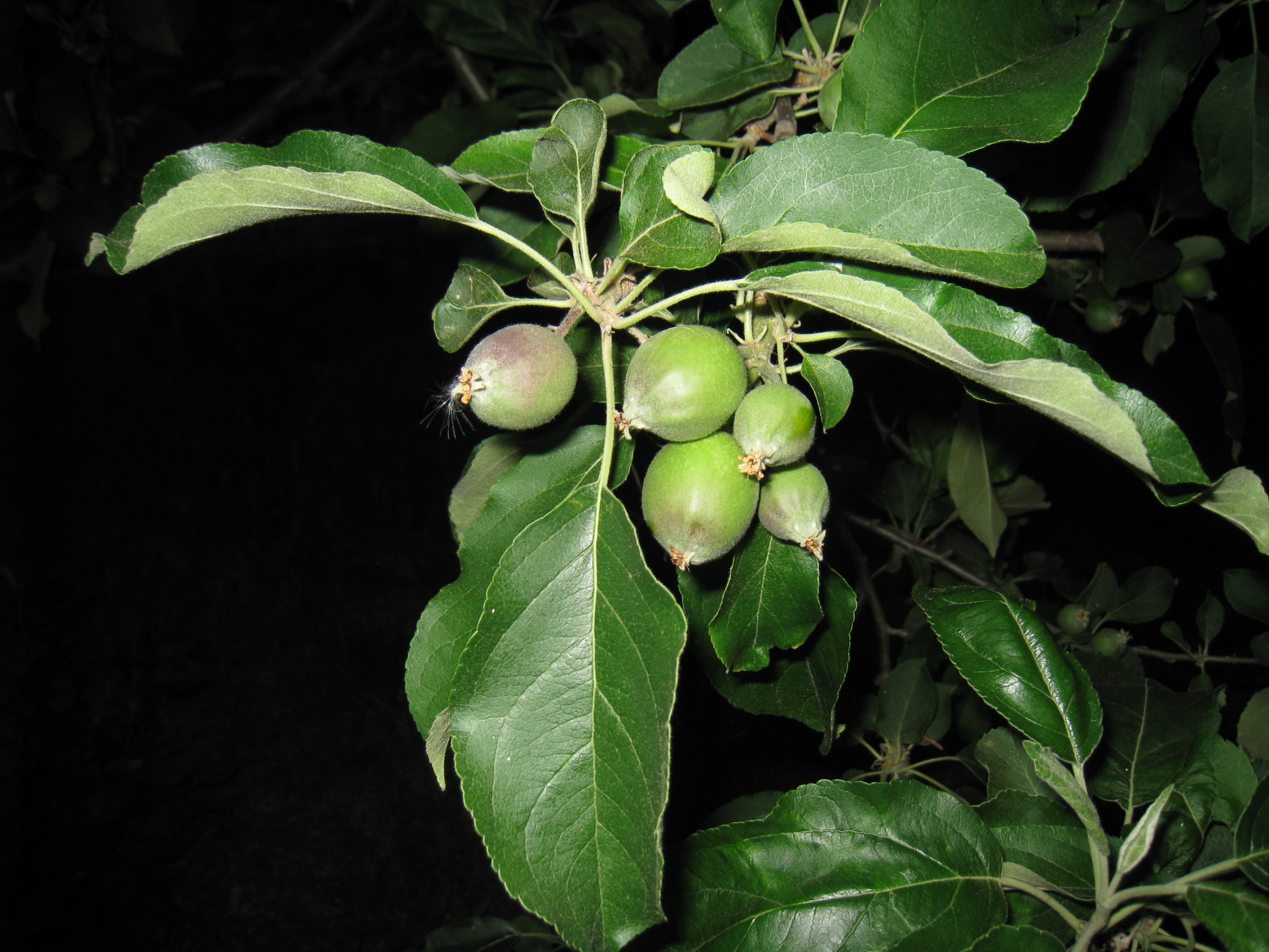 Early granny smith apples 1