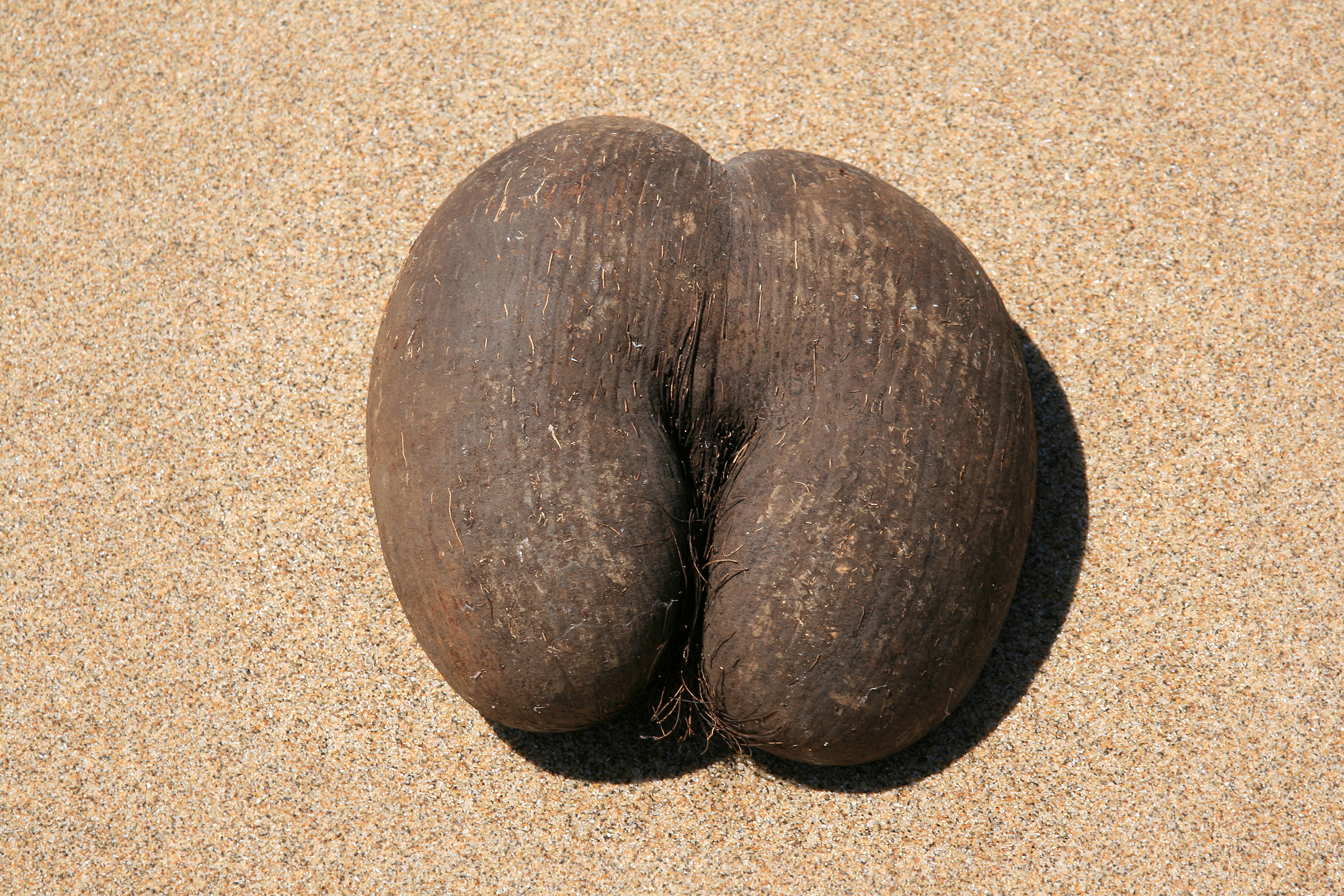 Female fruit Lodoicea maldivica
