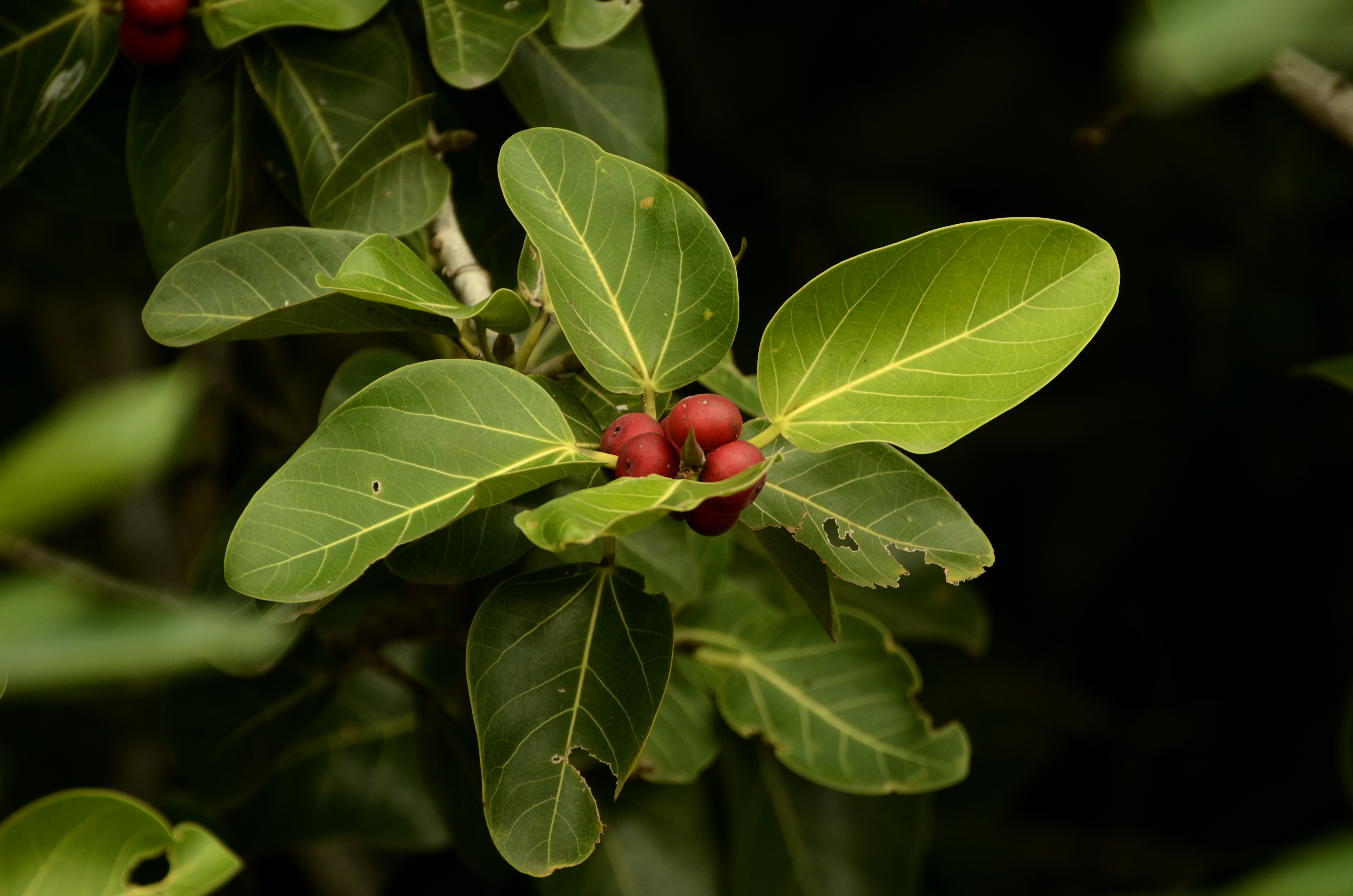 Ficus benghalensis Indian banyan with fruits JEG2976