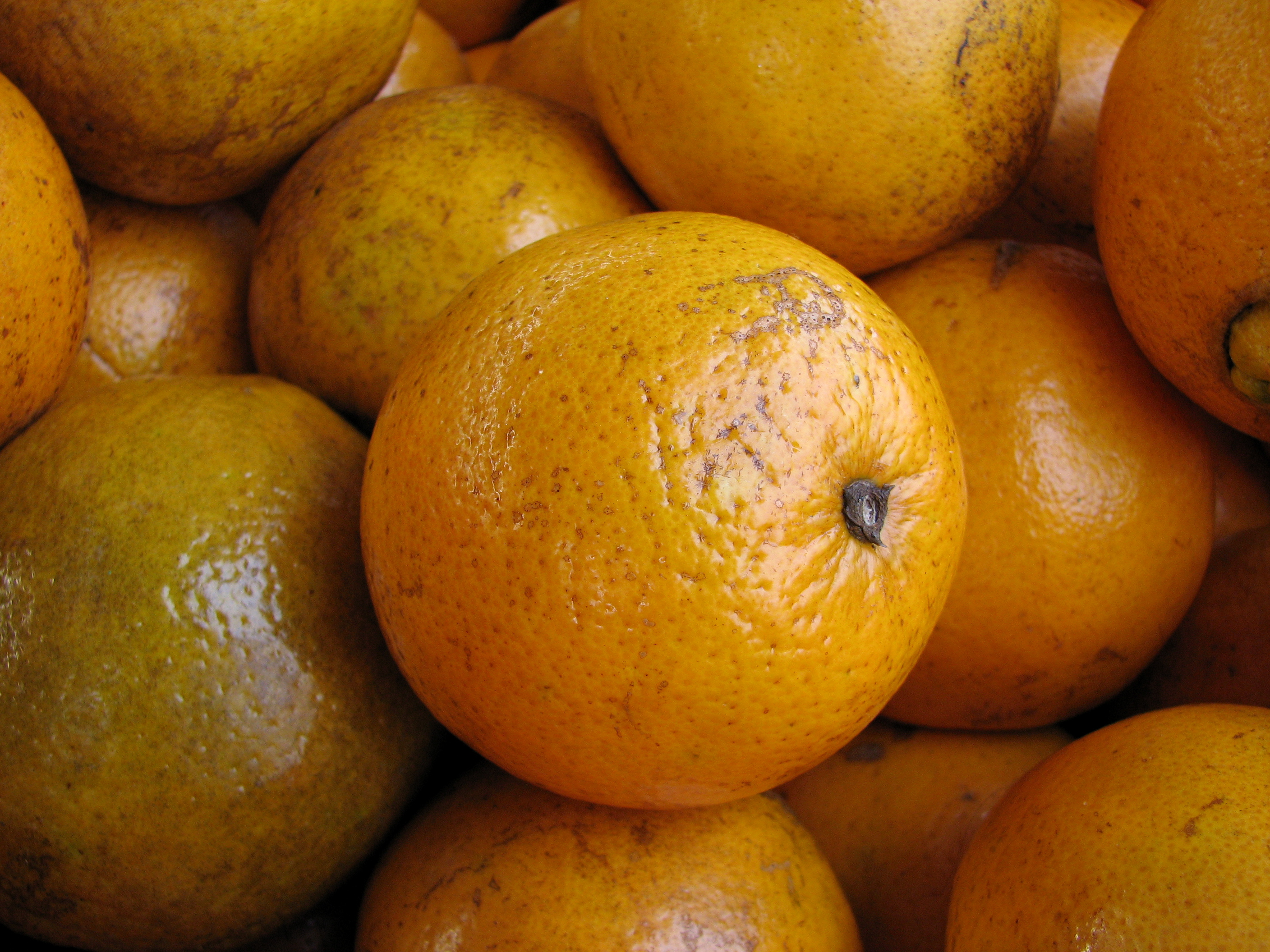 Florida navel orange 1