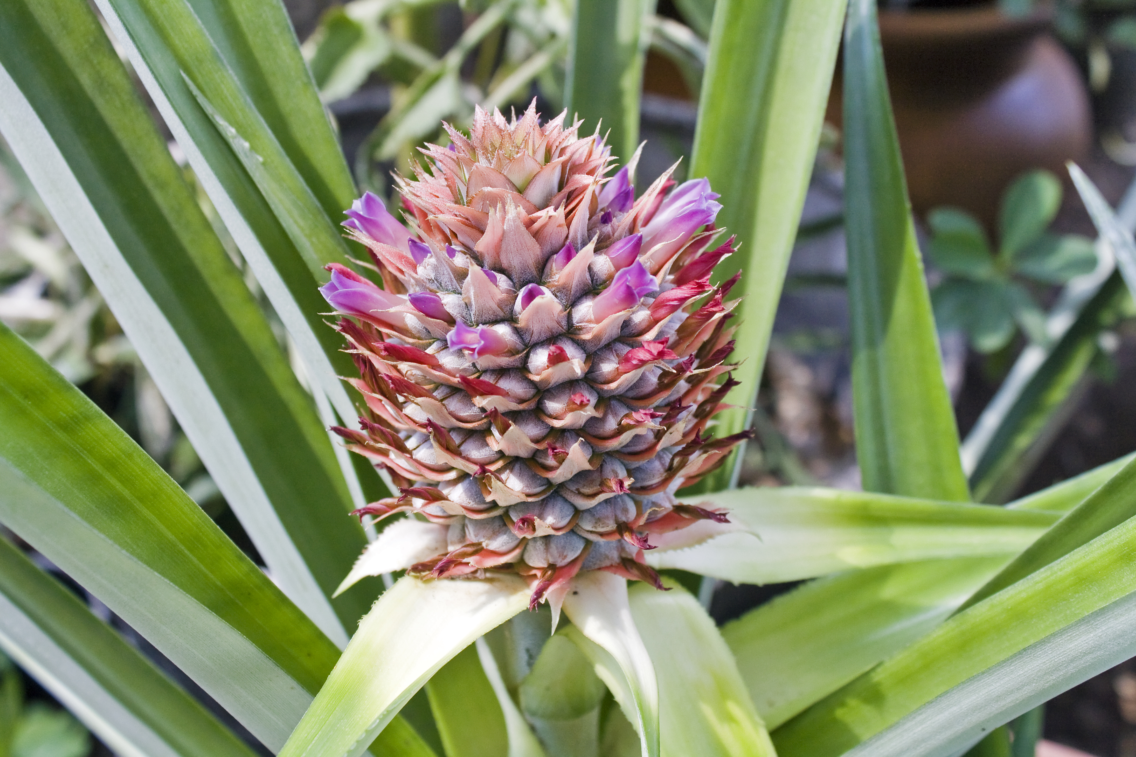 Flowering Pineapple Sept 4 2011
