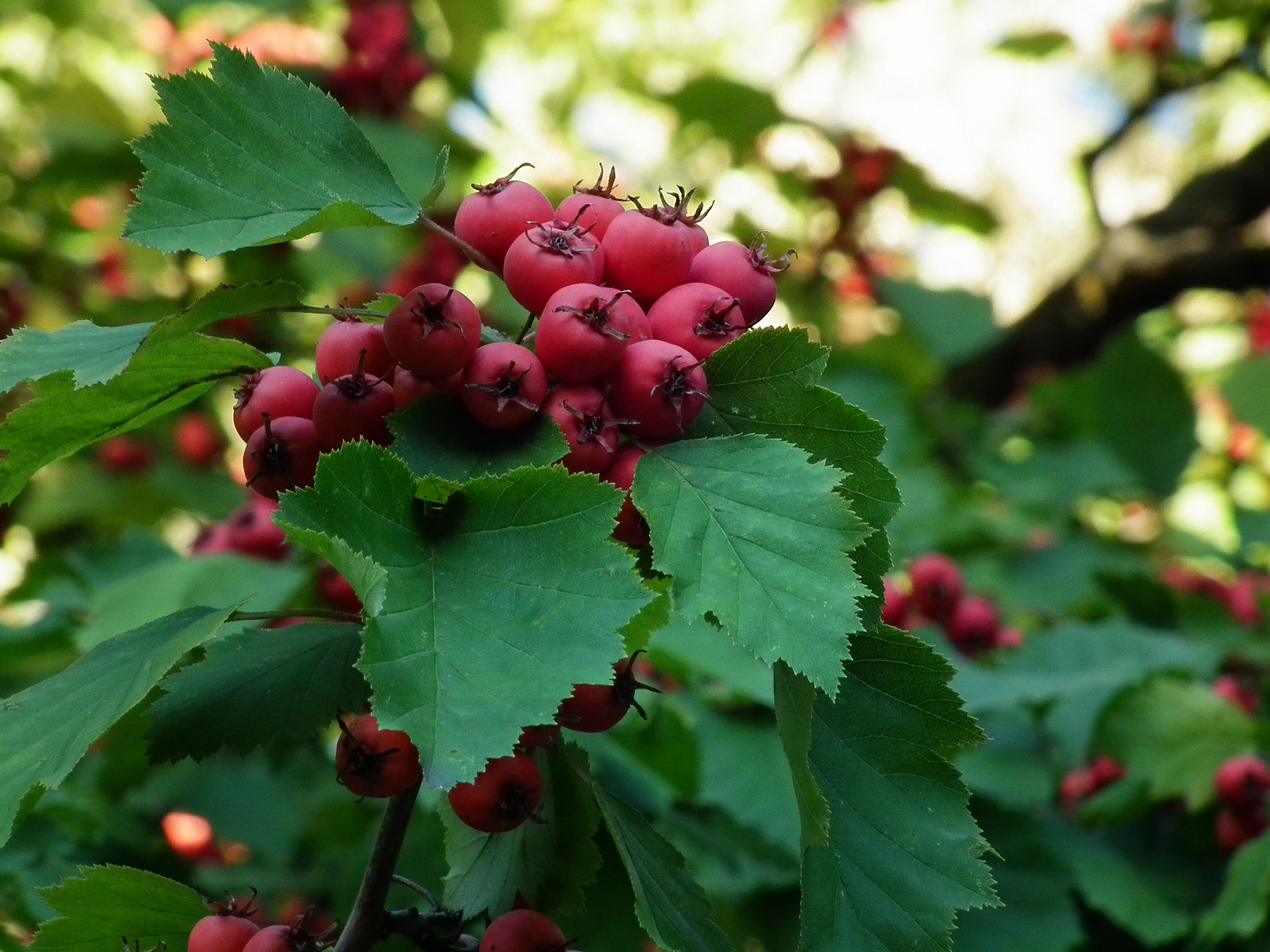 Früchte des Scharlachdorn