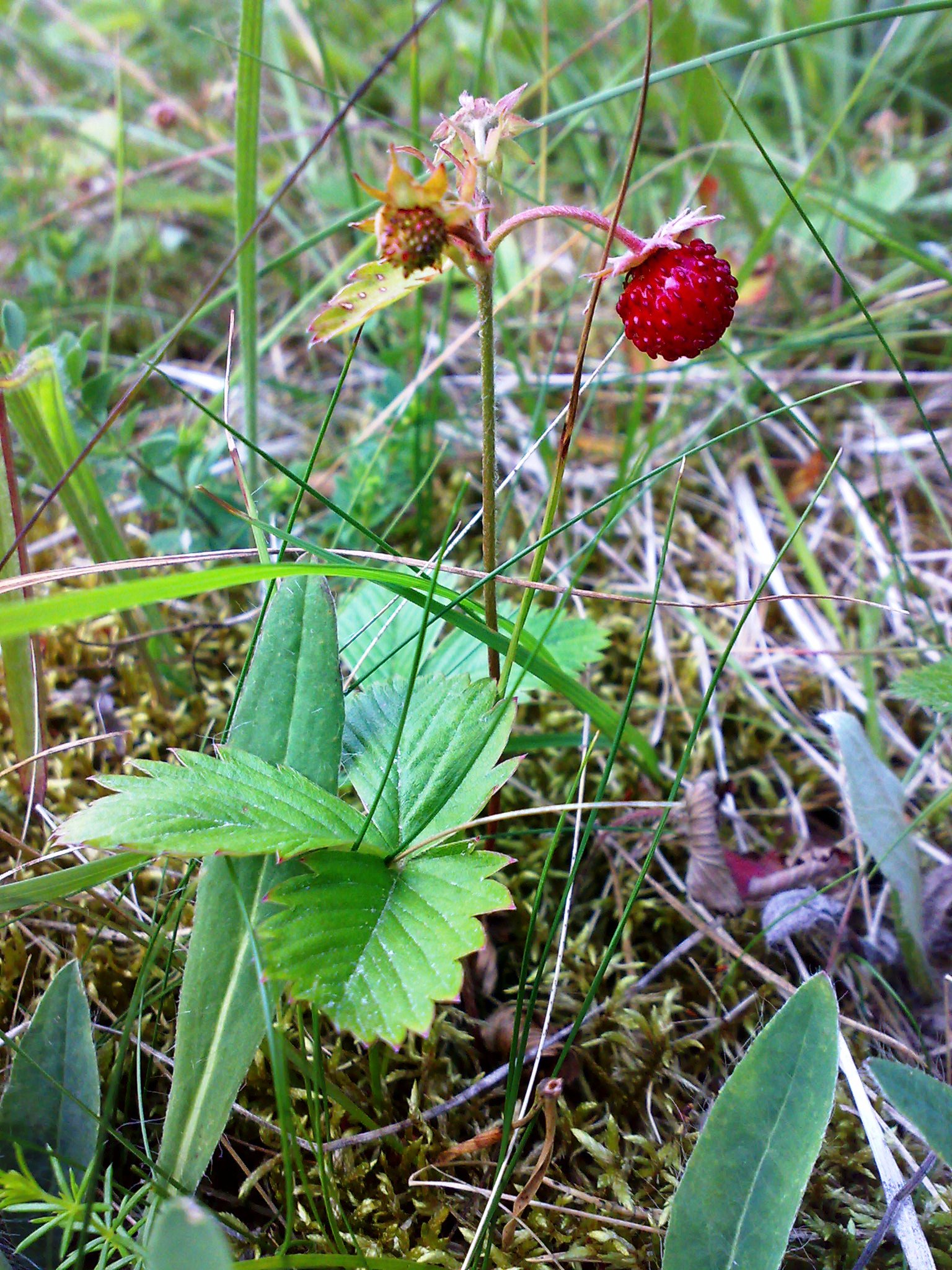 Fragaria vesca 290620085570