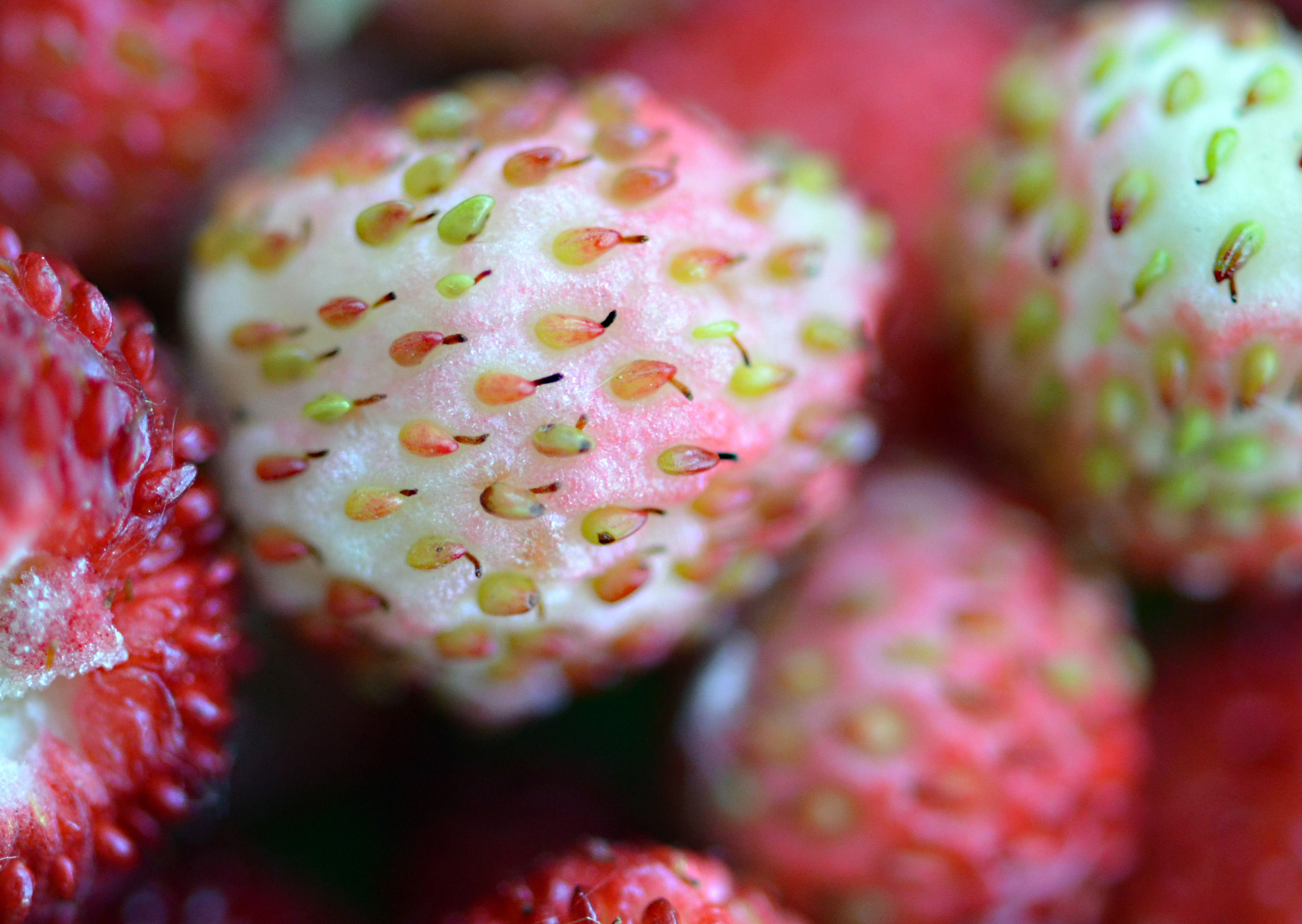 Fraise des boisFL17
