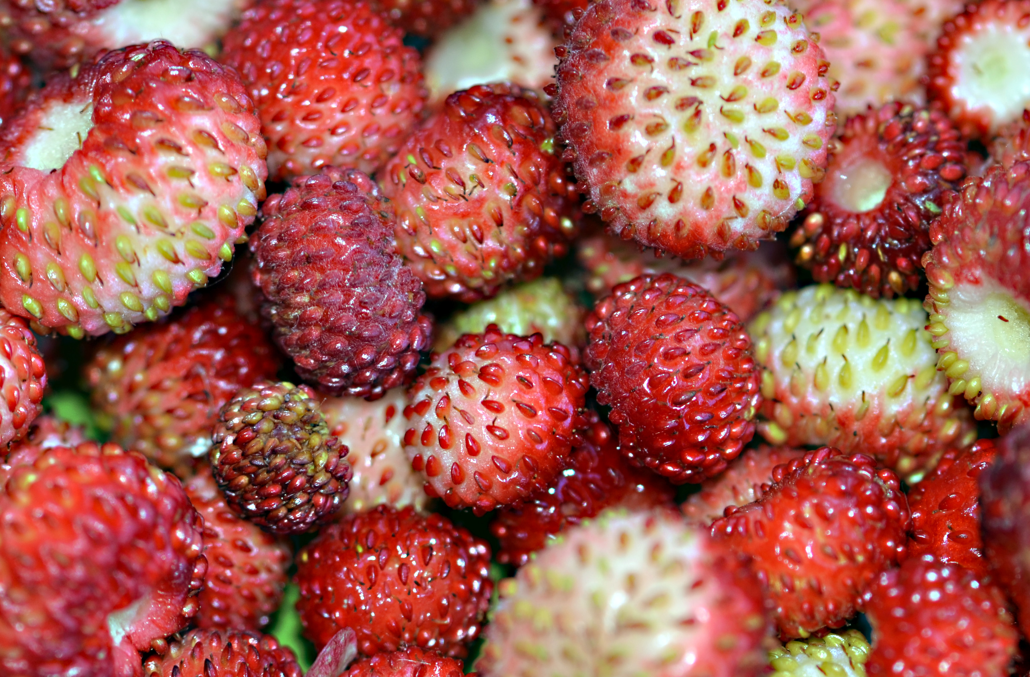 Fraise des boisFL19