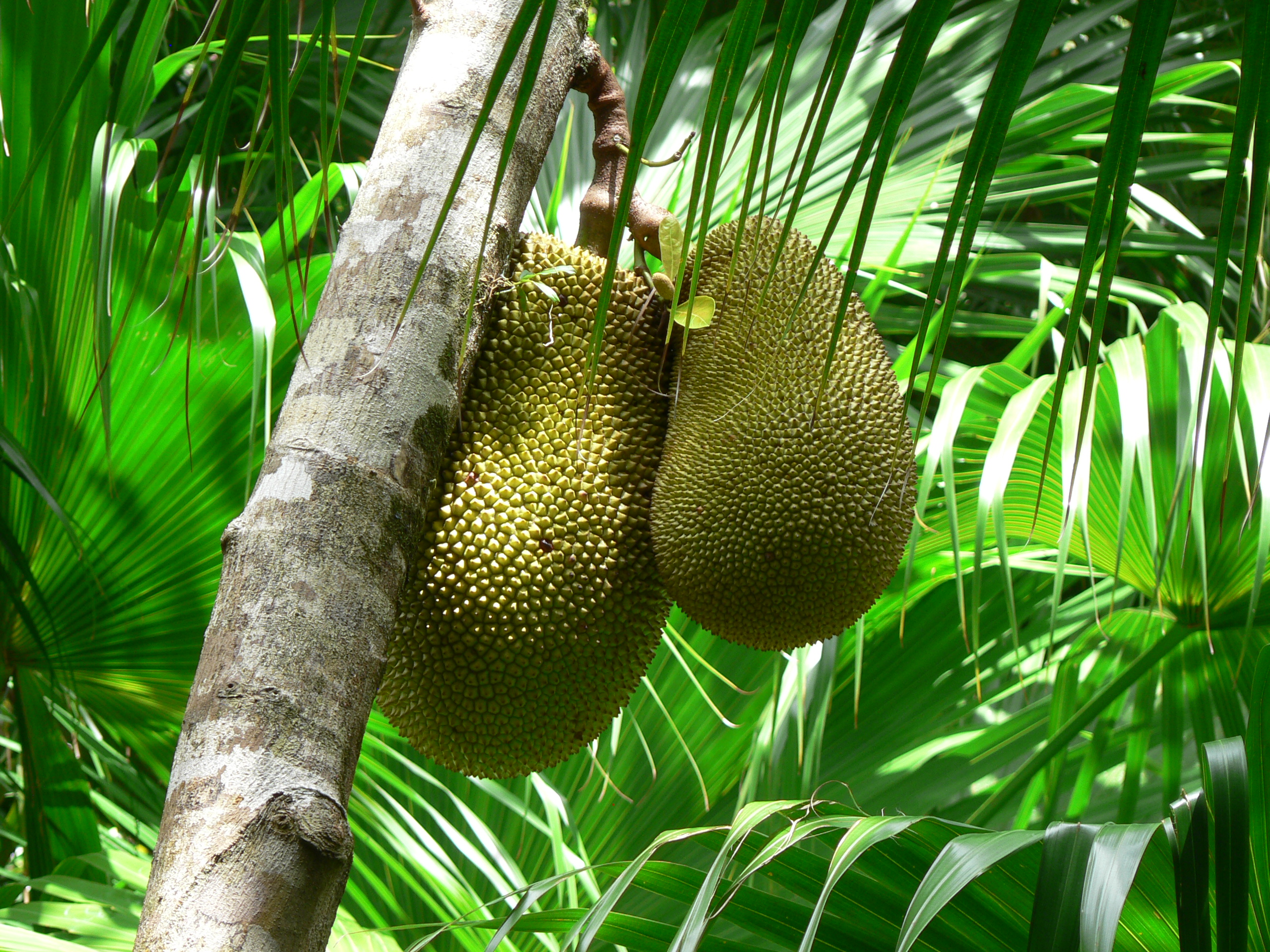 Fruit du Jacquier (Artocarpus heterophyllus)