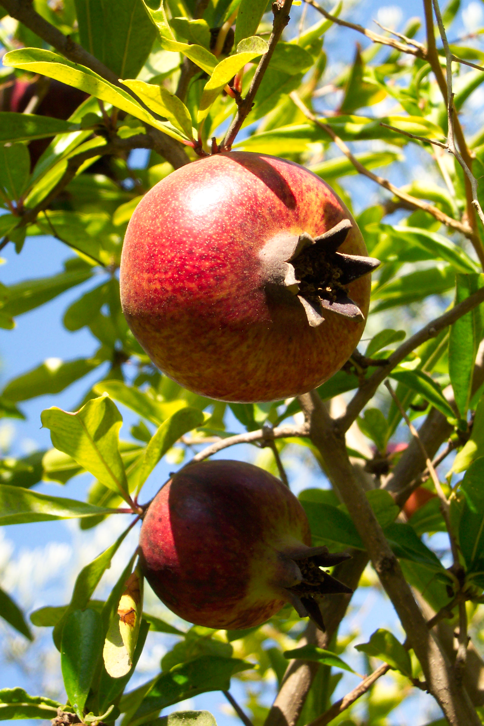 Fruit trees עצי פרי (41)