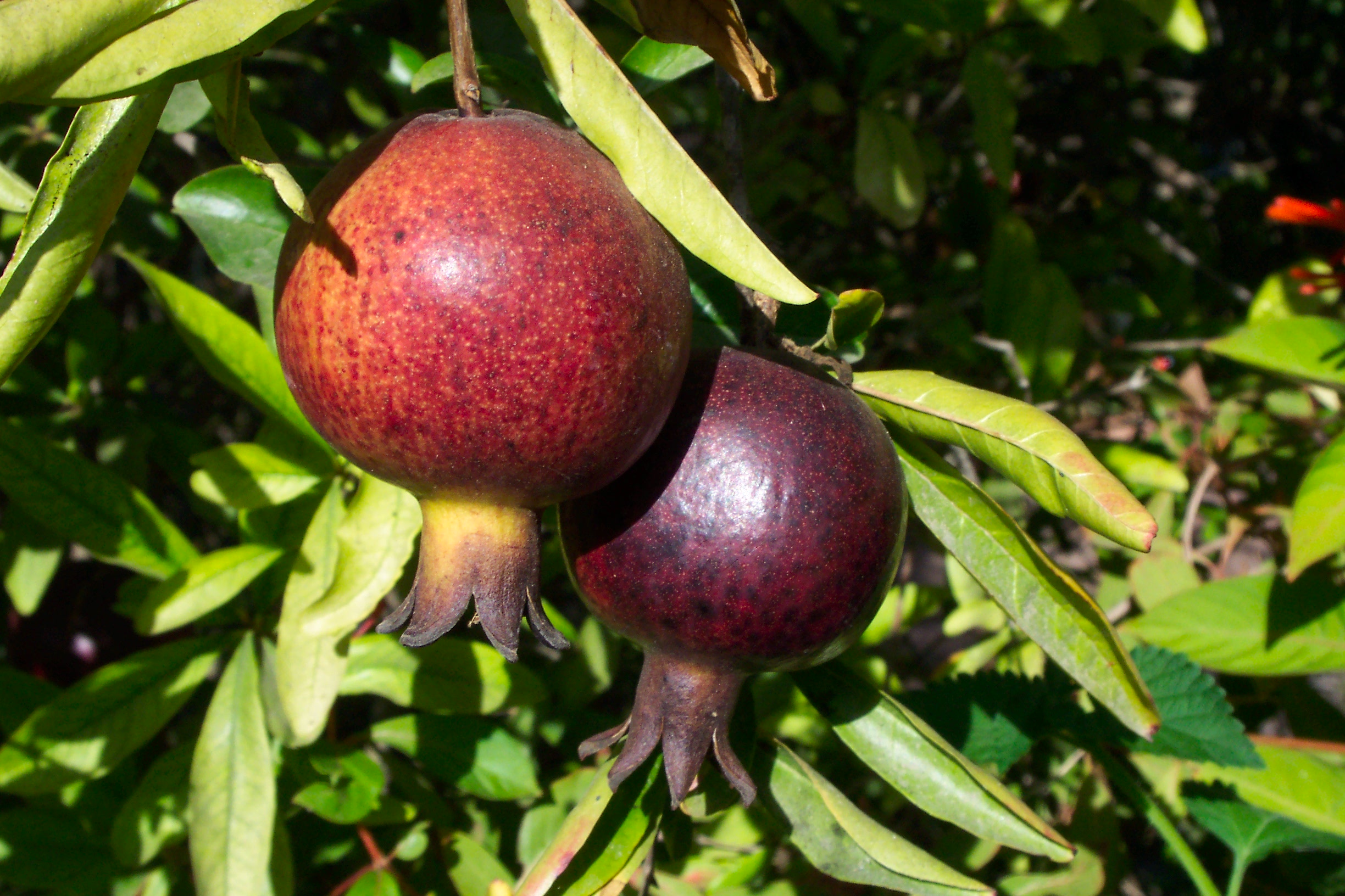 Fruit trees עצי פרי (48)