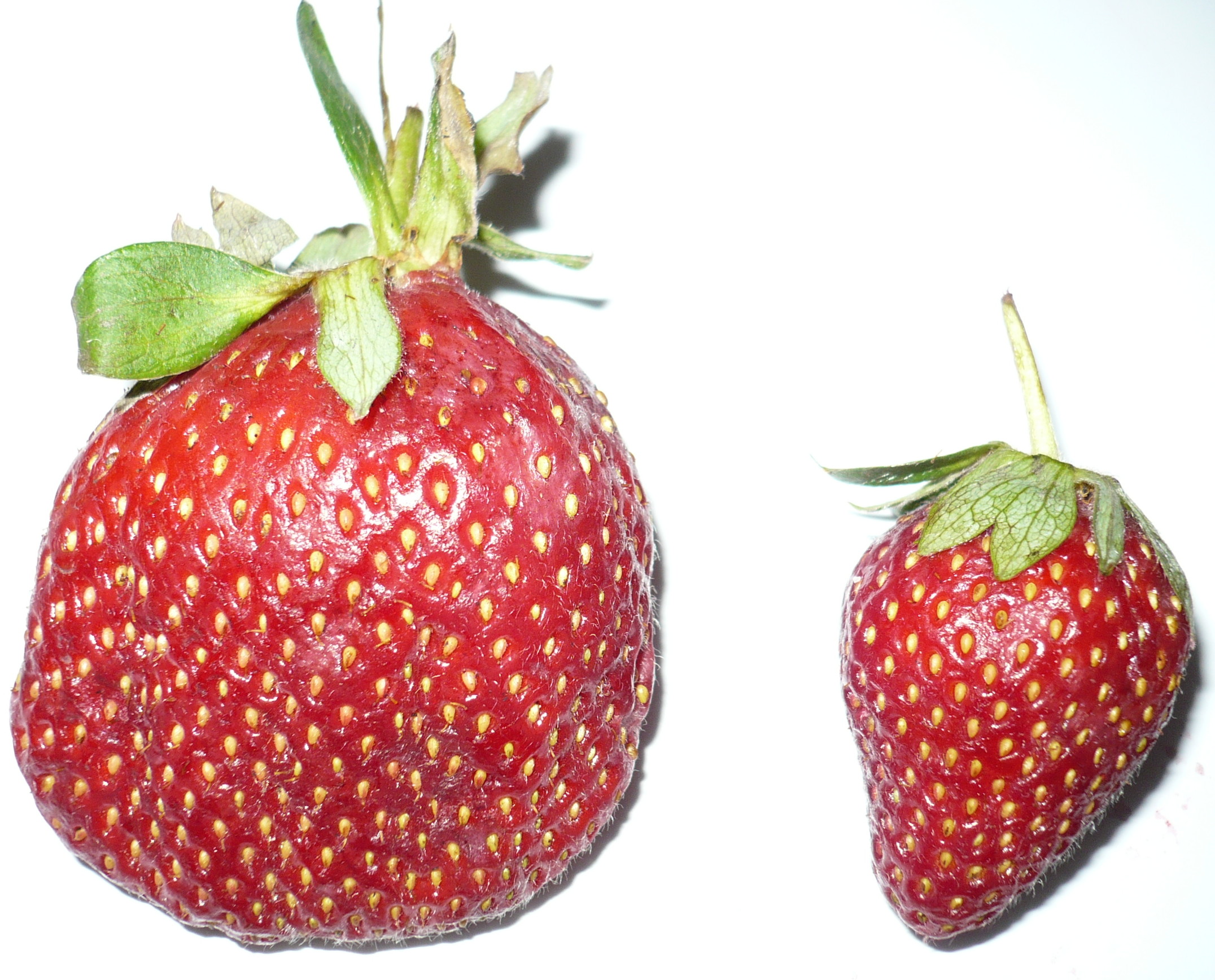 Frutilla