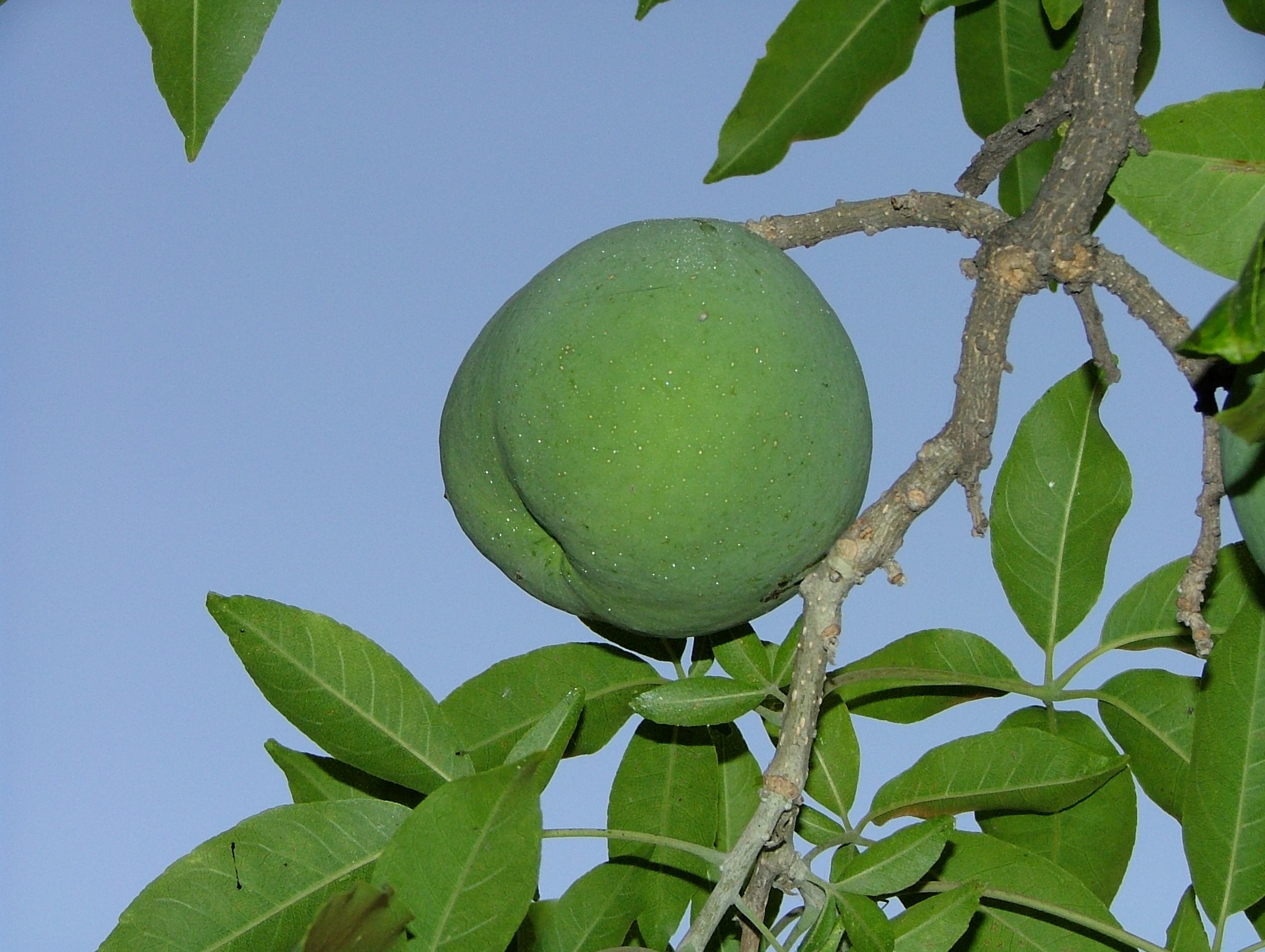 Fruto y hojas de Casimiroa edulis (zapote blanco)