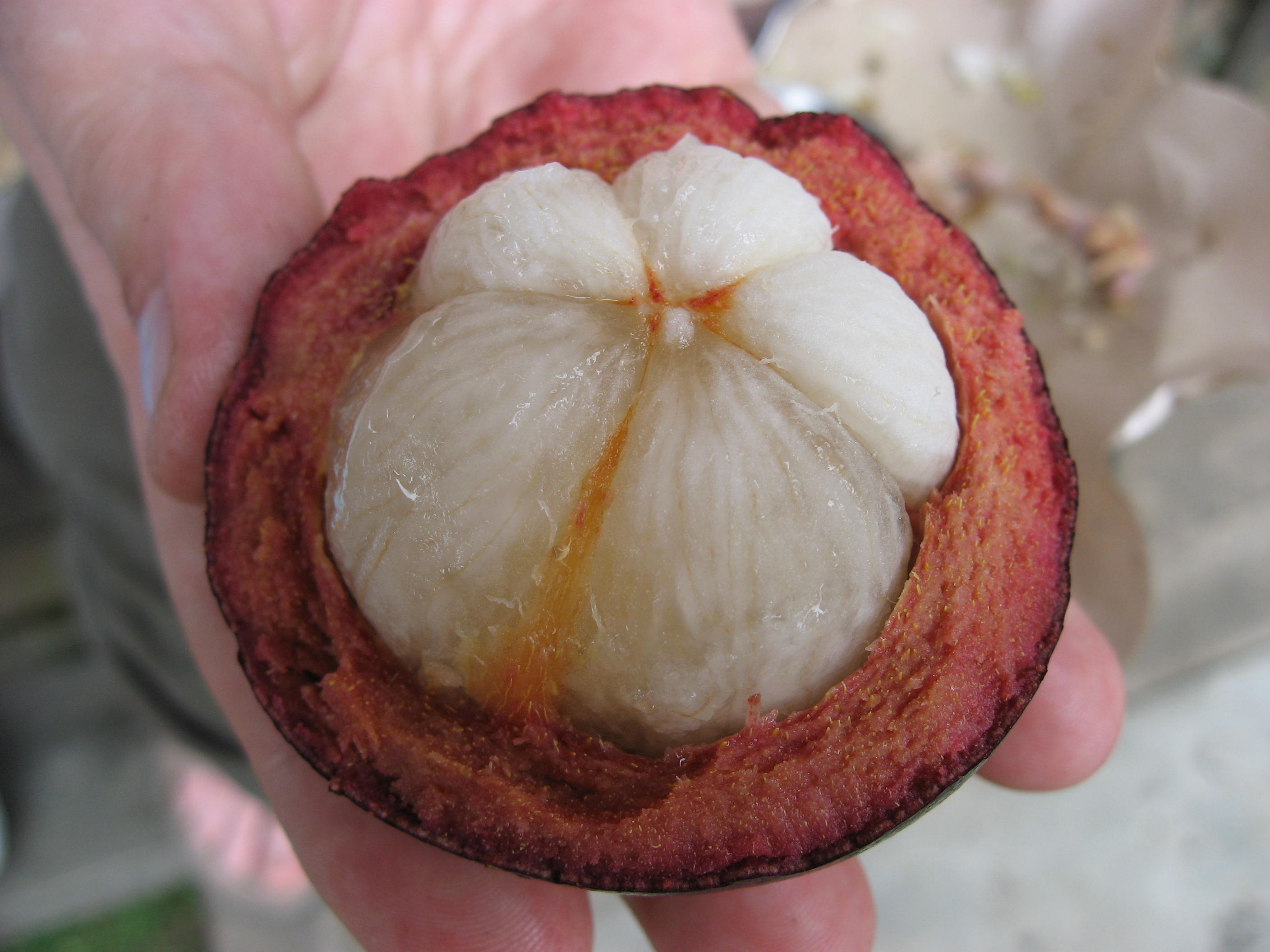 Garcinia mangostana fuit 02 by Line1