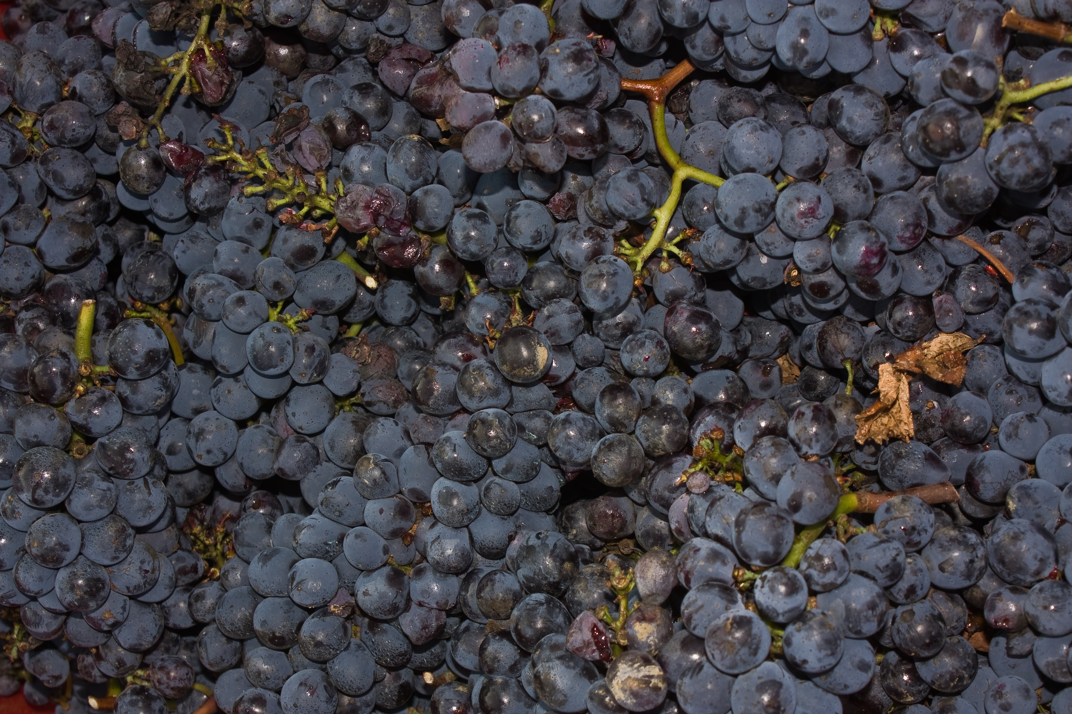 GarpeWines
