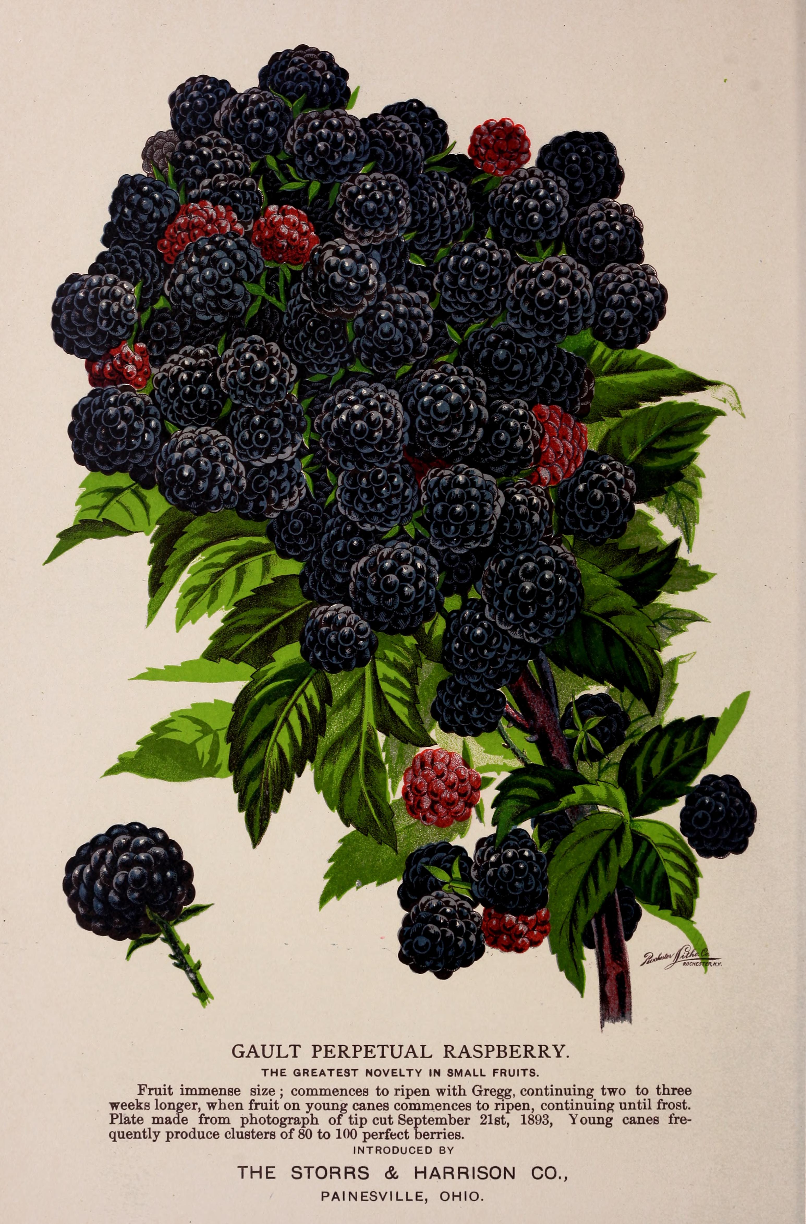 Gault Perpetual raspberry, Storrs & Harrison Co. 1900