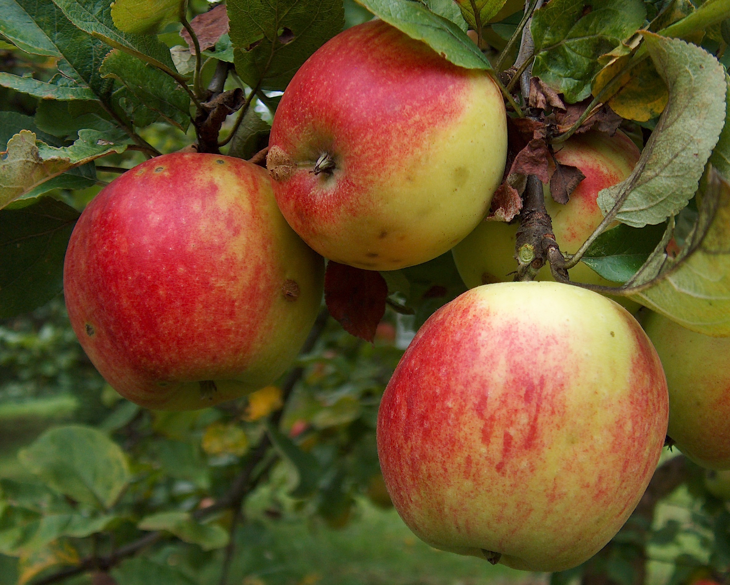 Geheimrat Oldenburg