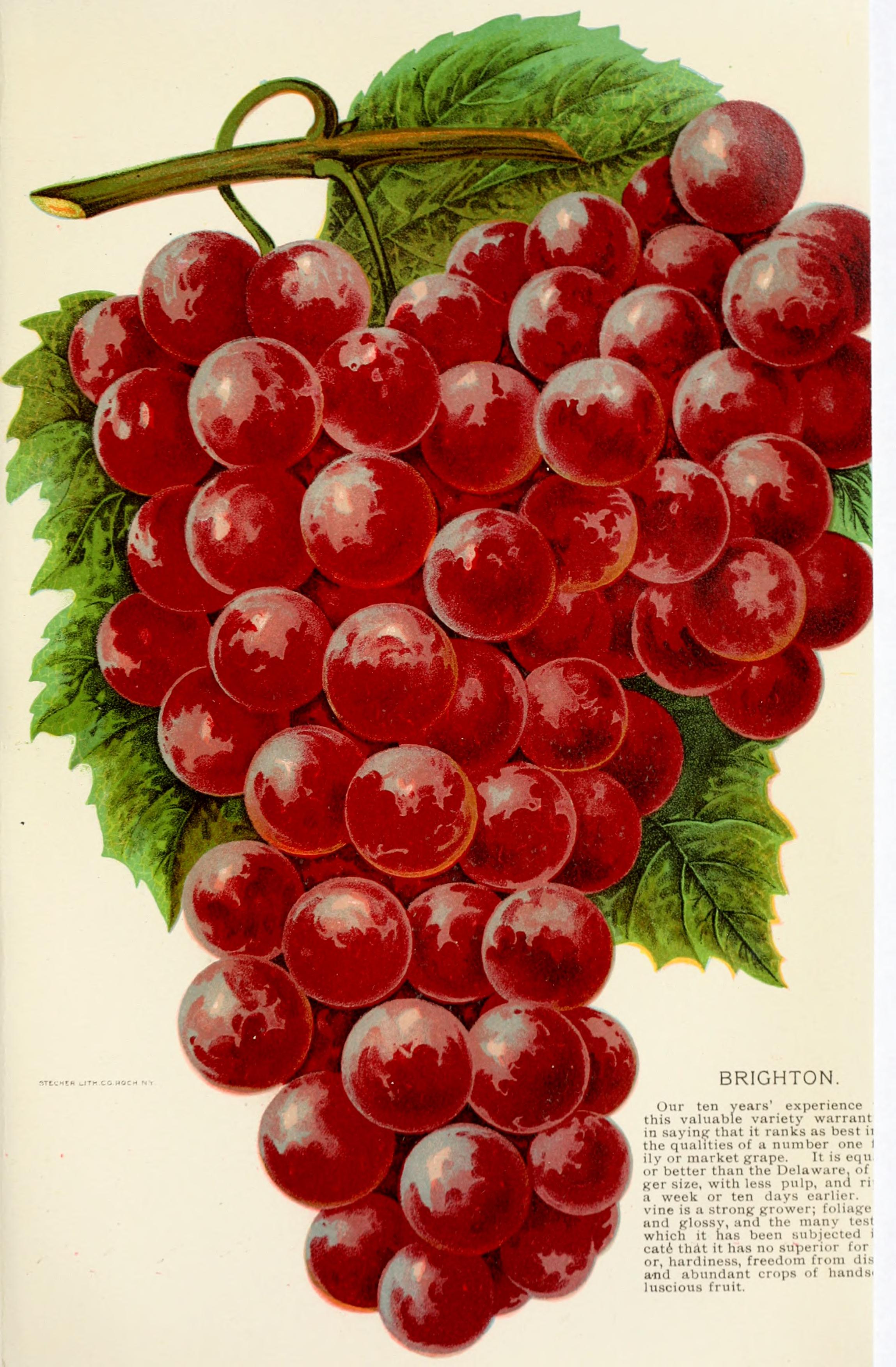 Georgia, historical and industrial (1901) (14780290175)