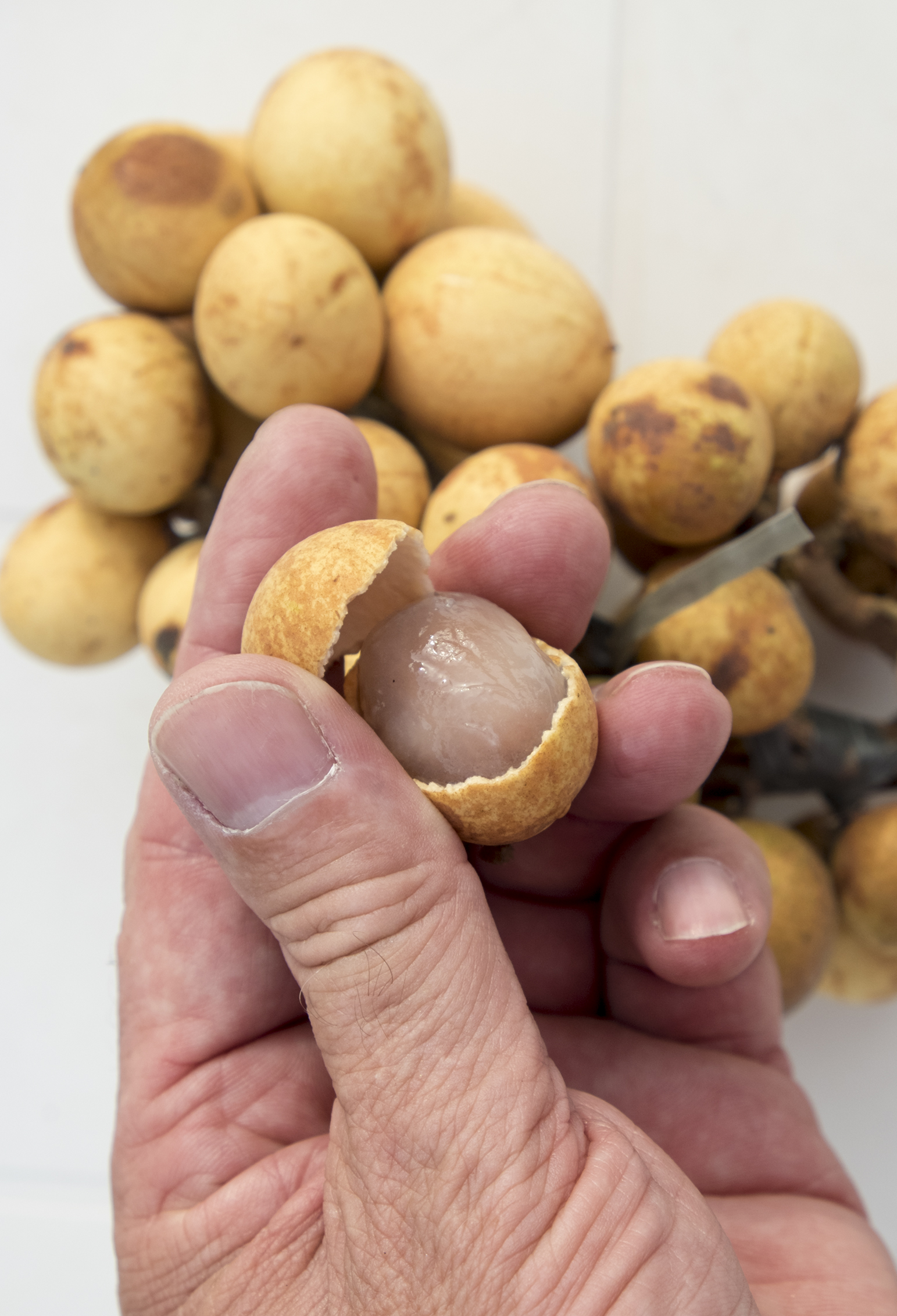 Ginepa Fruit