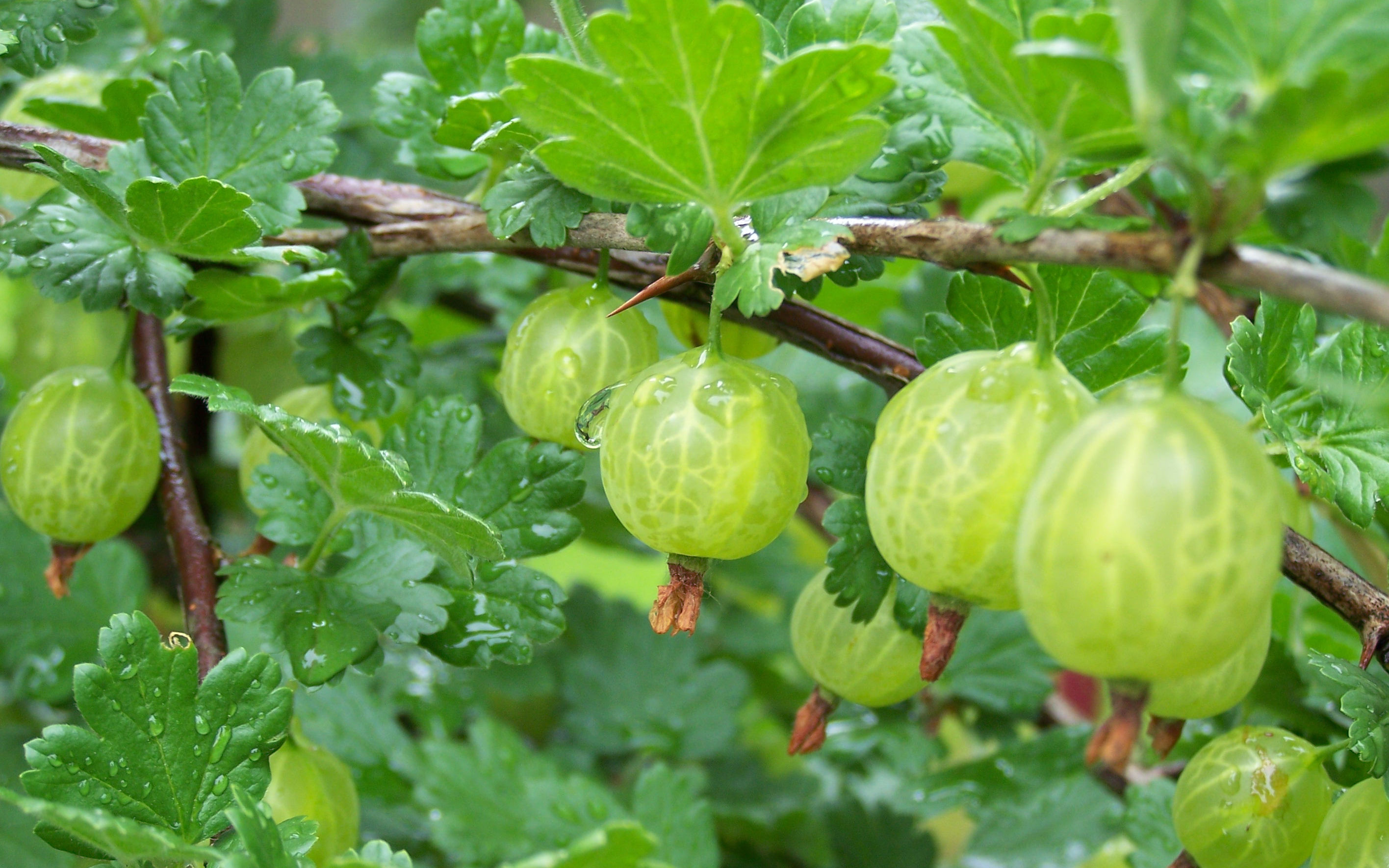 Gooseberry-spring