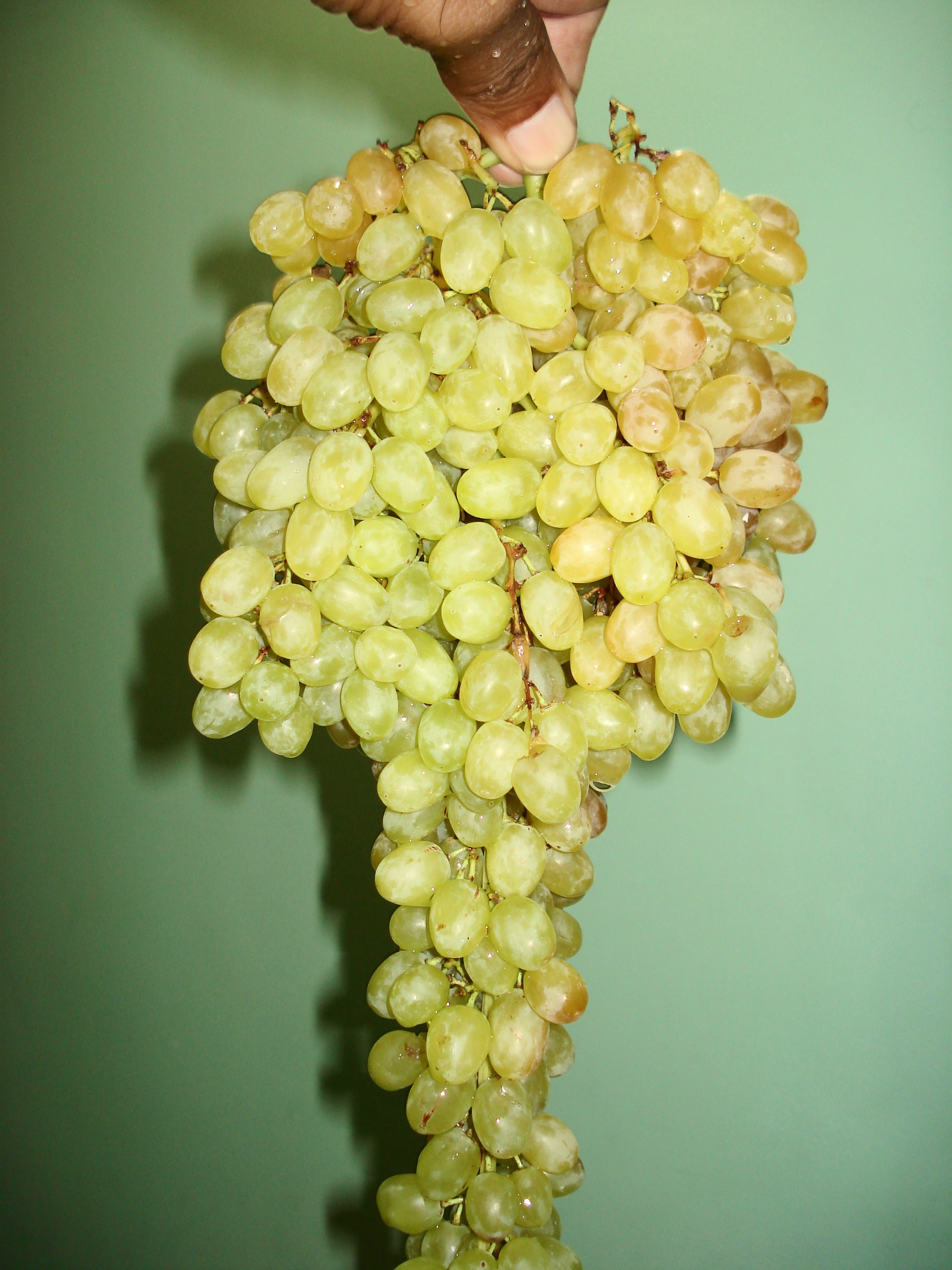 Grapes Green