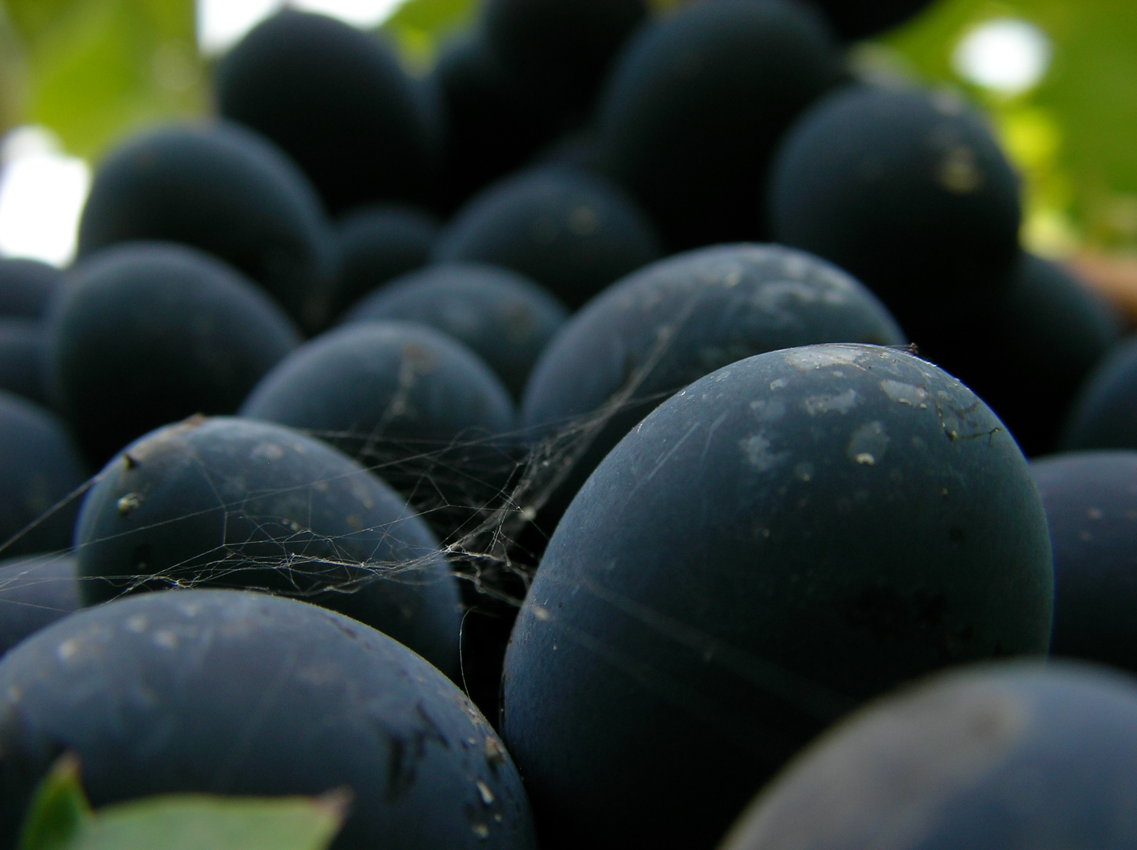 Grapes in Georgia