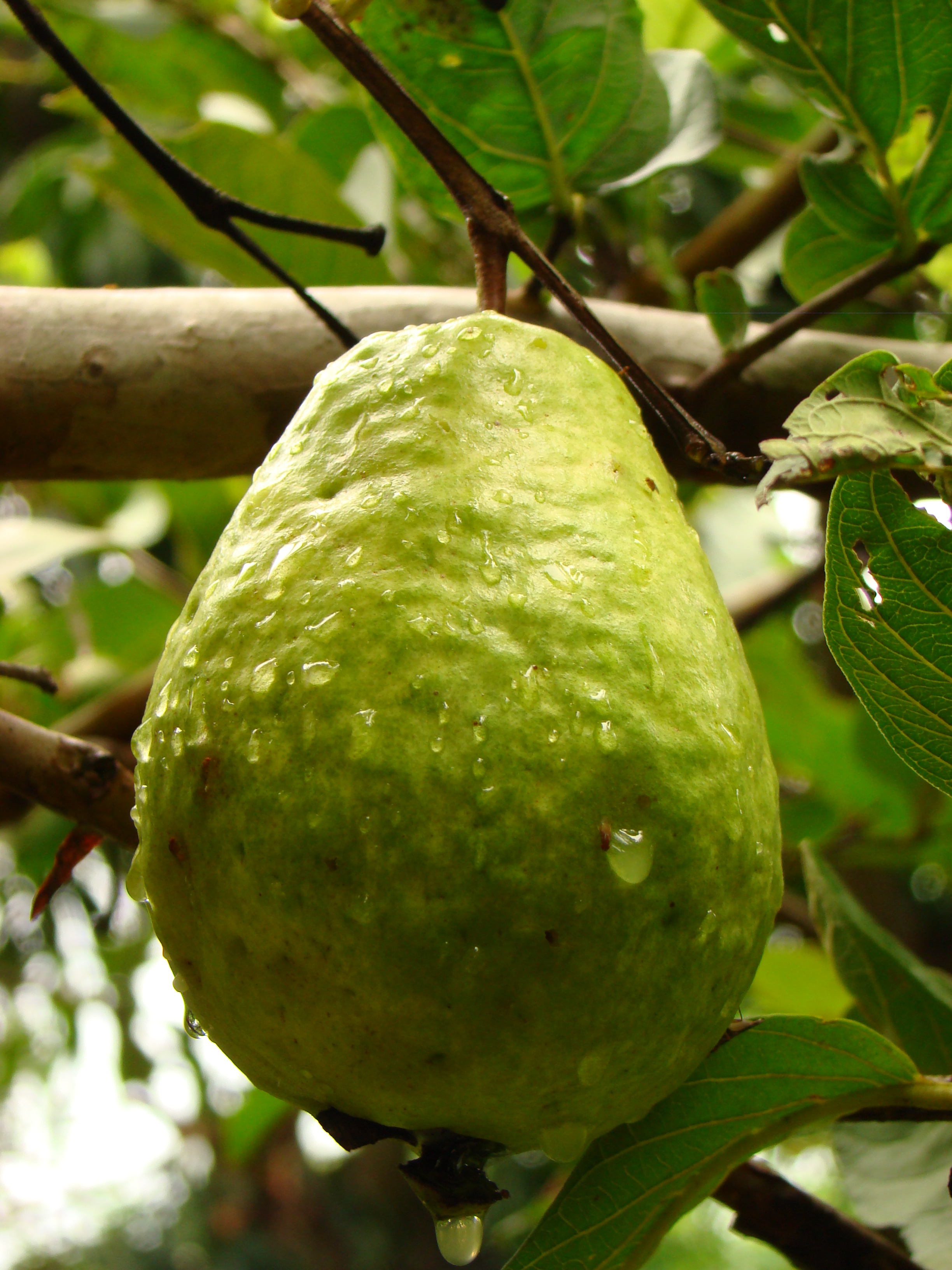 GuavaVietnameseGiant Kampong4 Asit