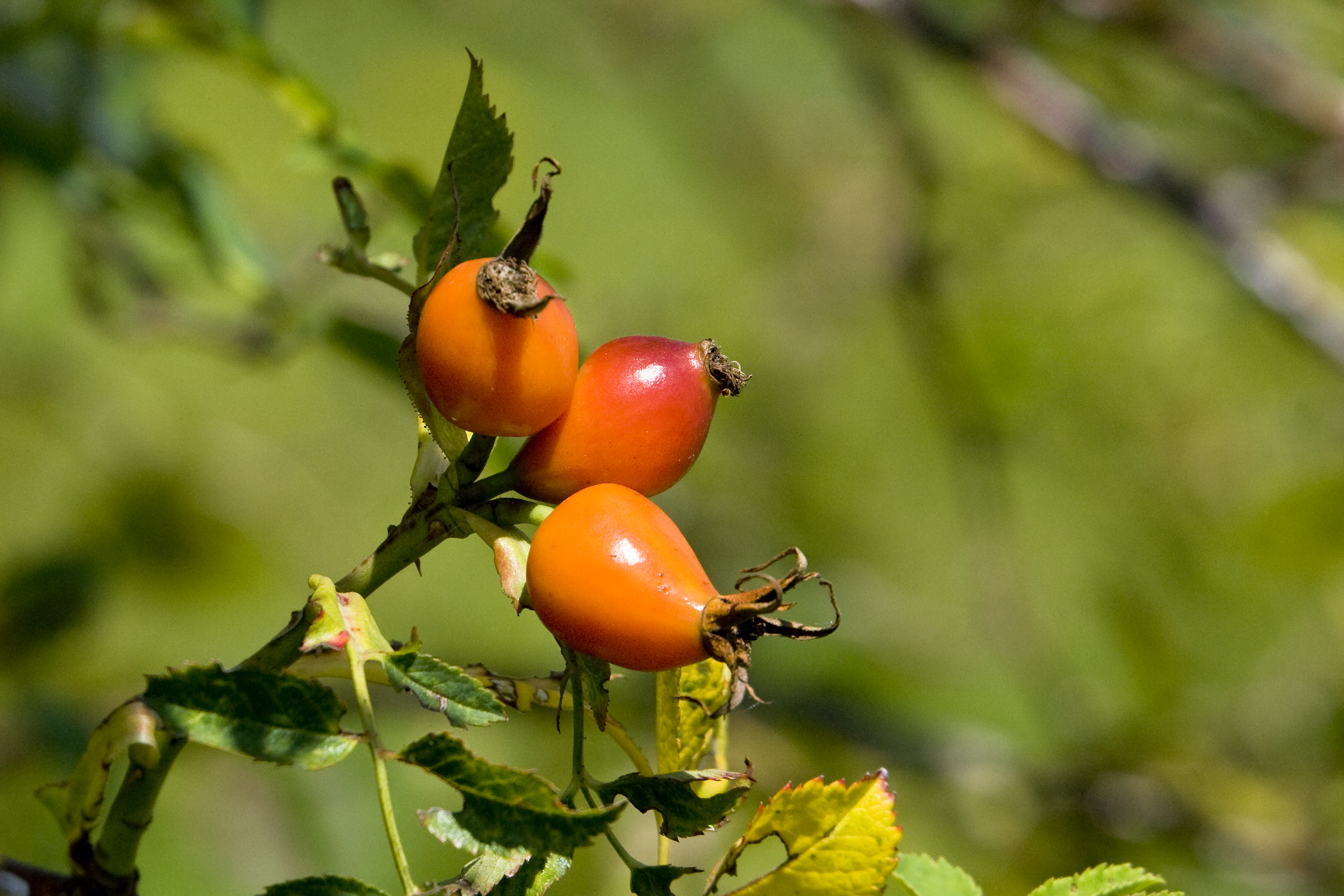 Hagebutte (Rosa canina)