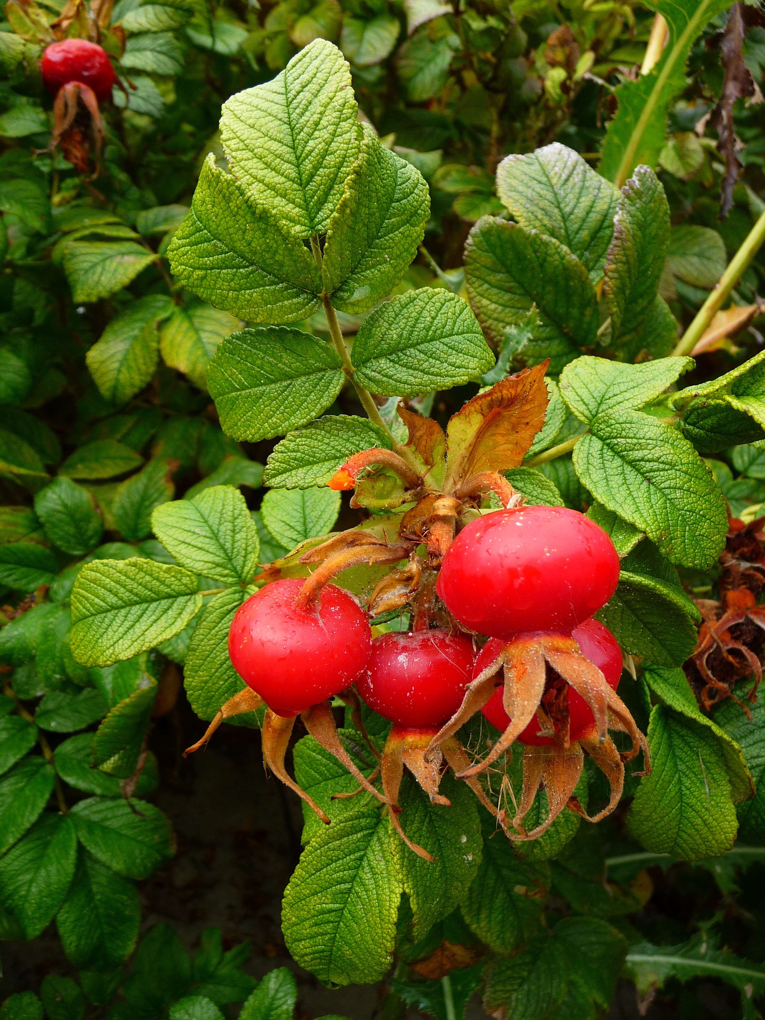 Hagebutten der Kartoffelrose