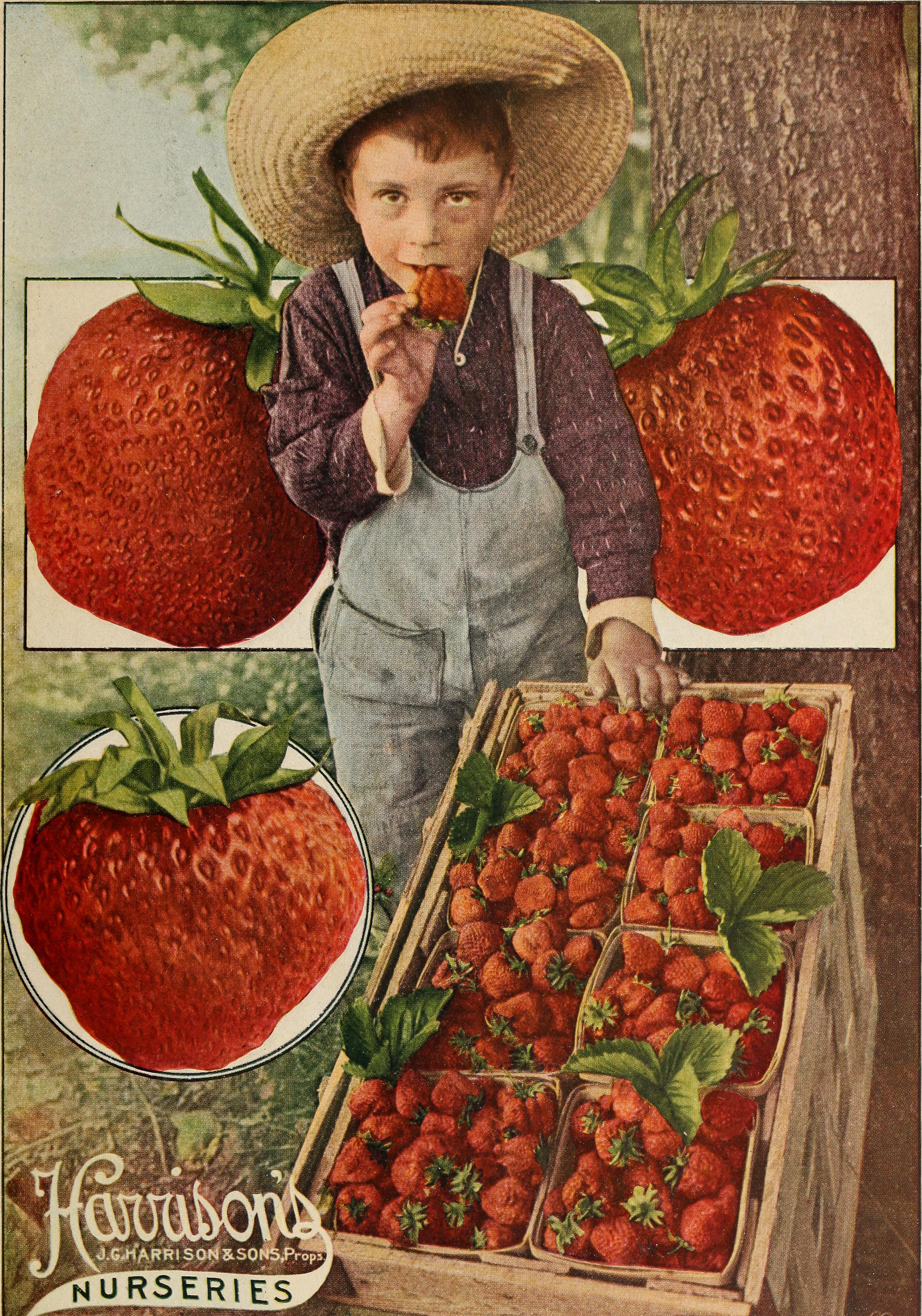 Harrisons' nurseries (1914) (14762658071)