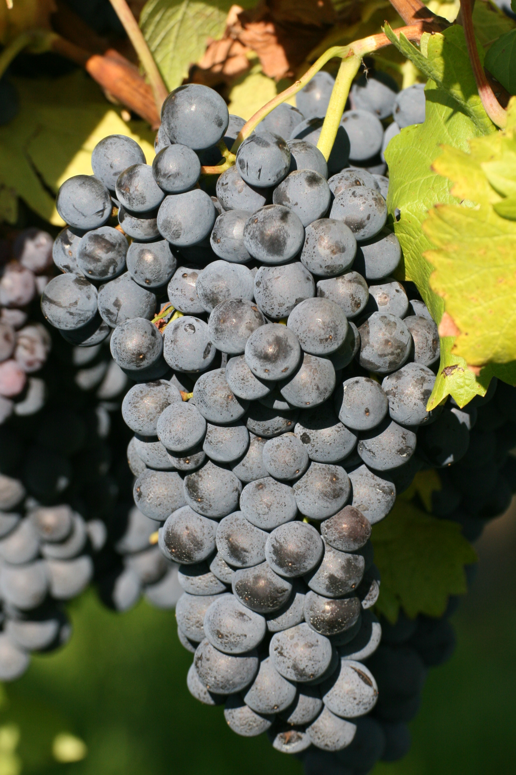 Helfensteiner Lehrensteinsfeld 20080928