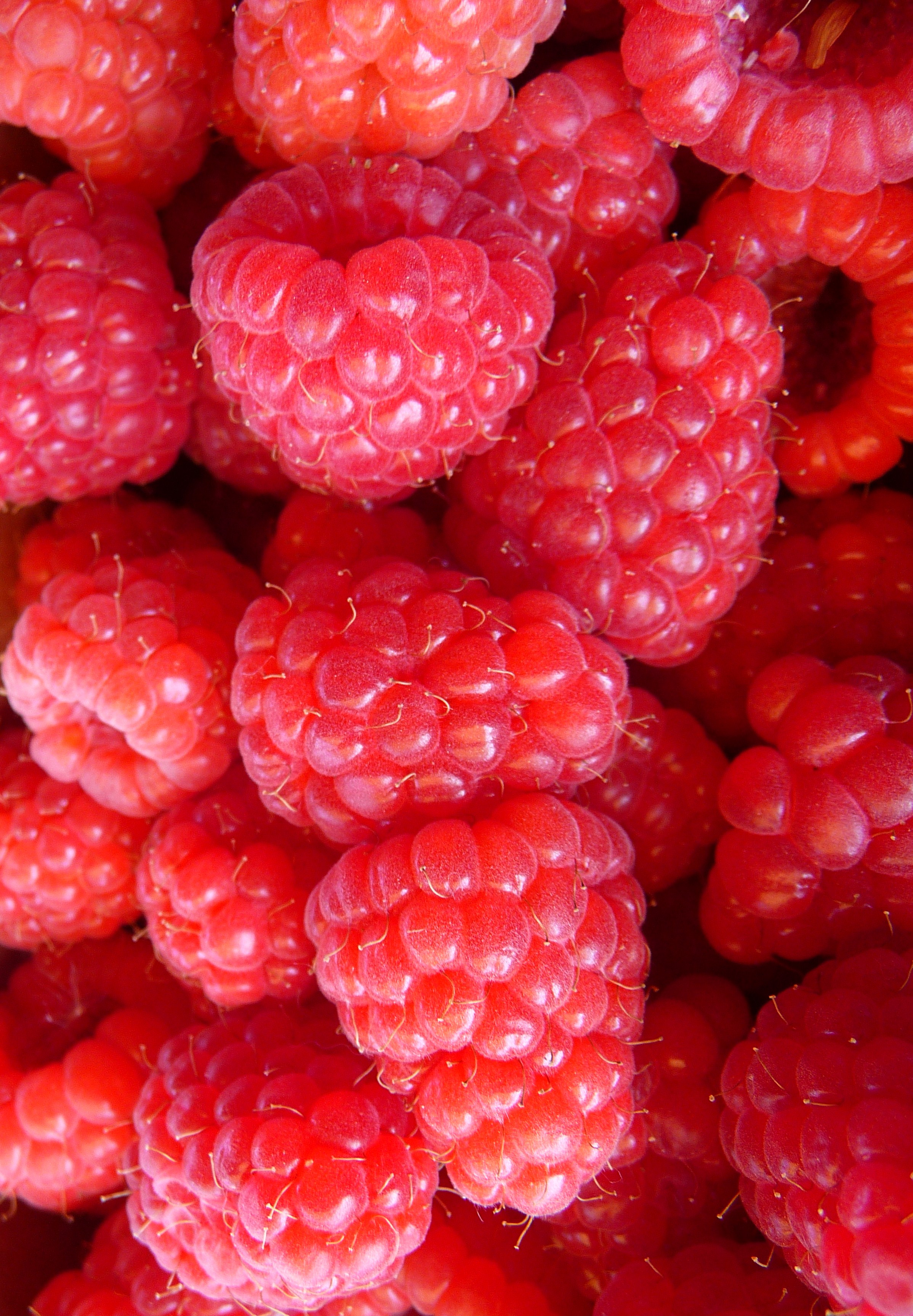Himbeeren 2010 Raspberries
