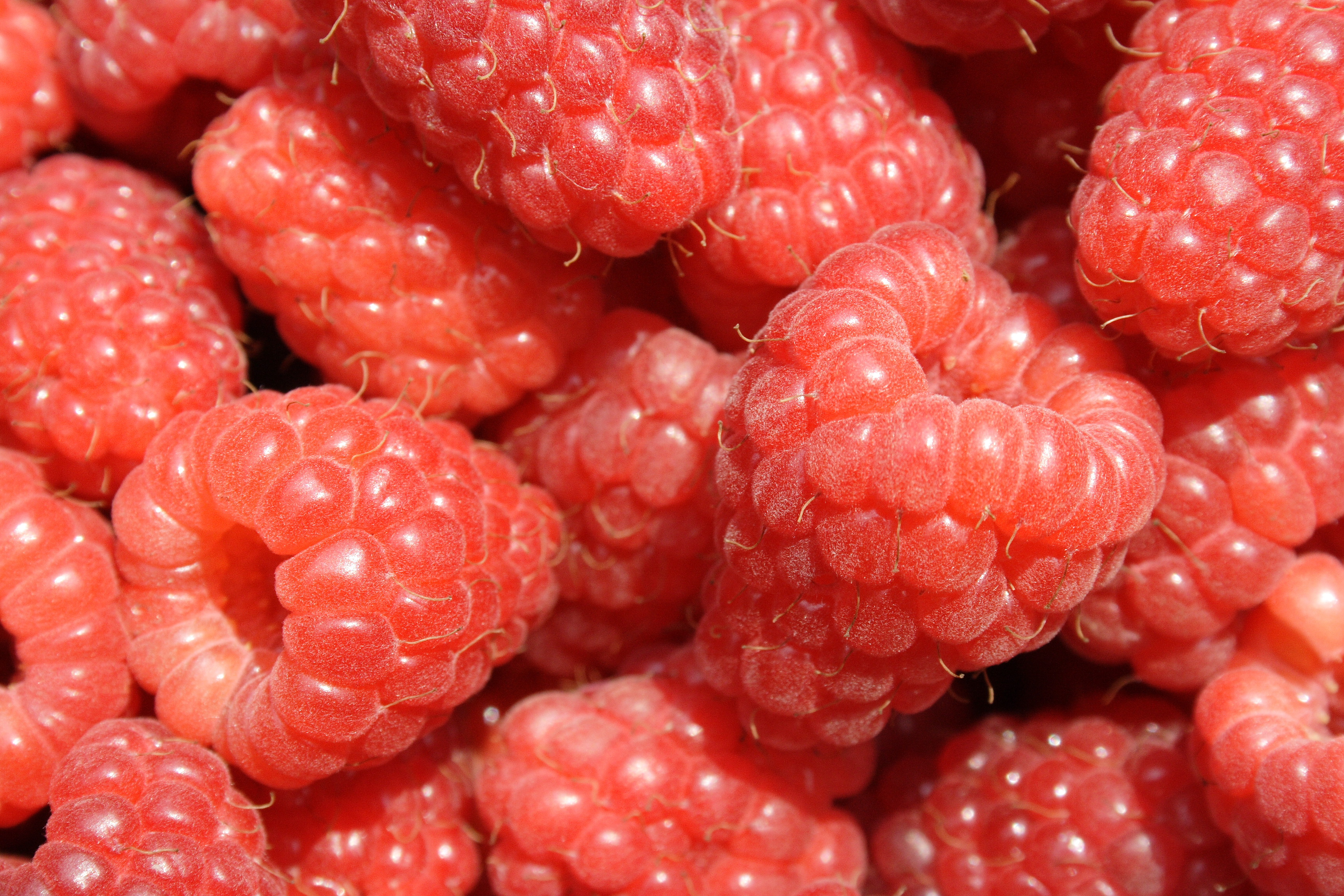 Himbeeren marco finke