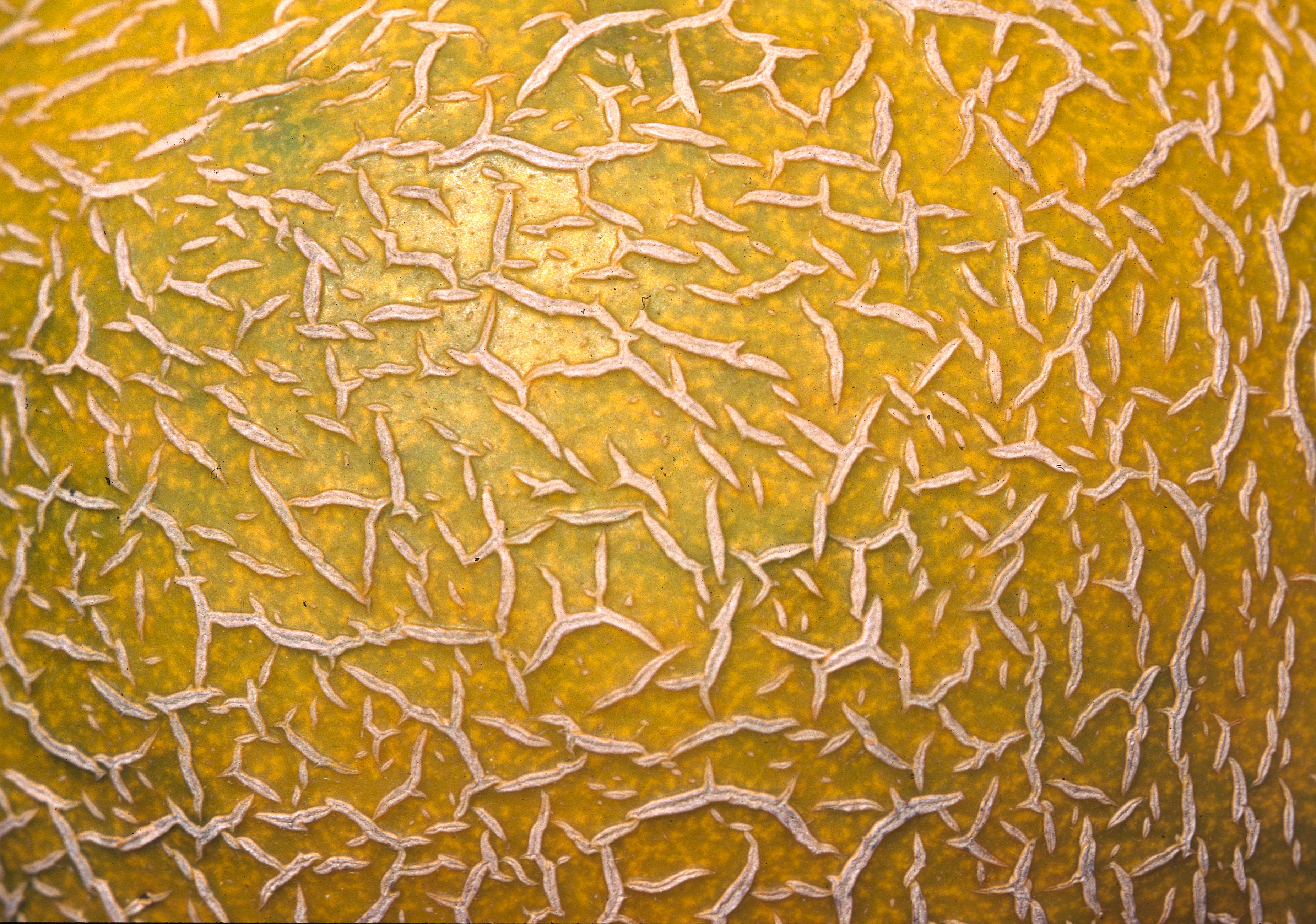 Honigmelone-Oberfläche