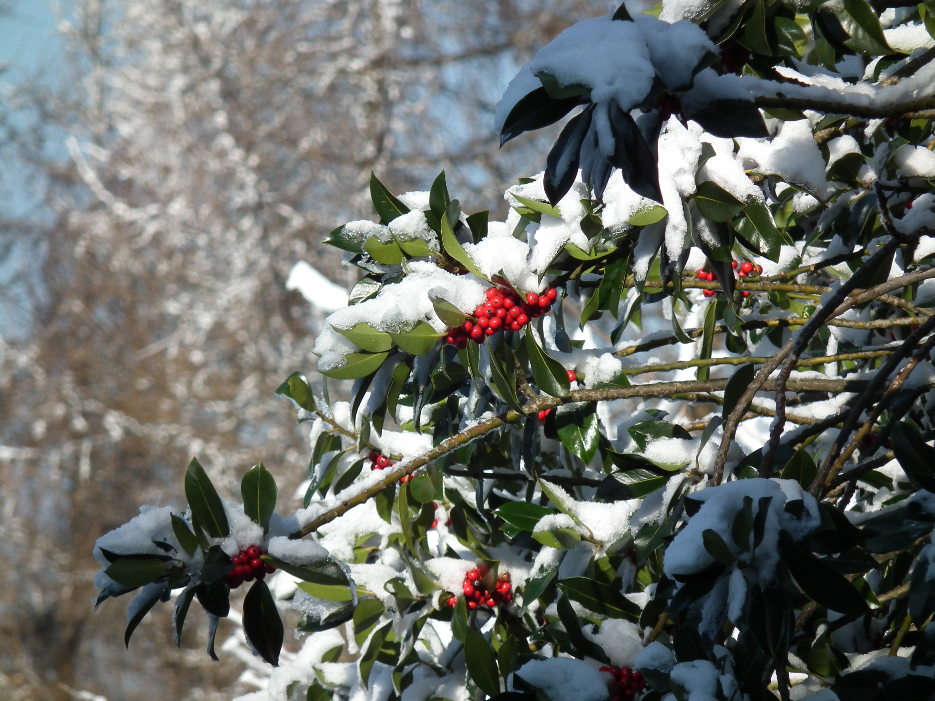 Ilex aquifolium Königstuhl 2011
