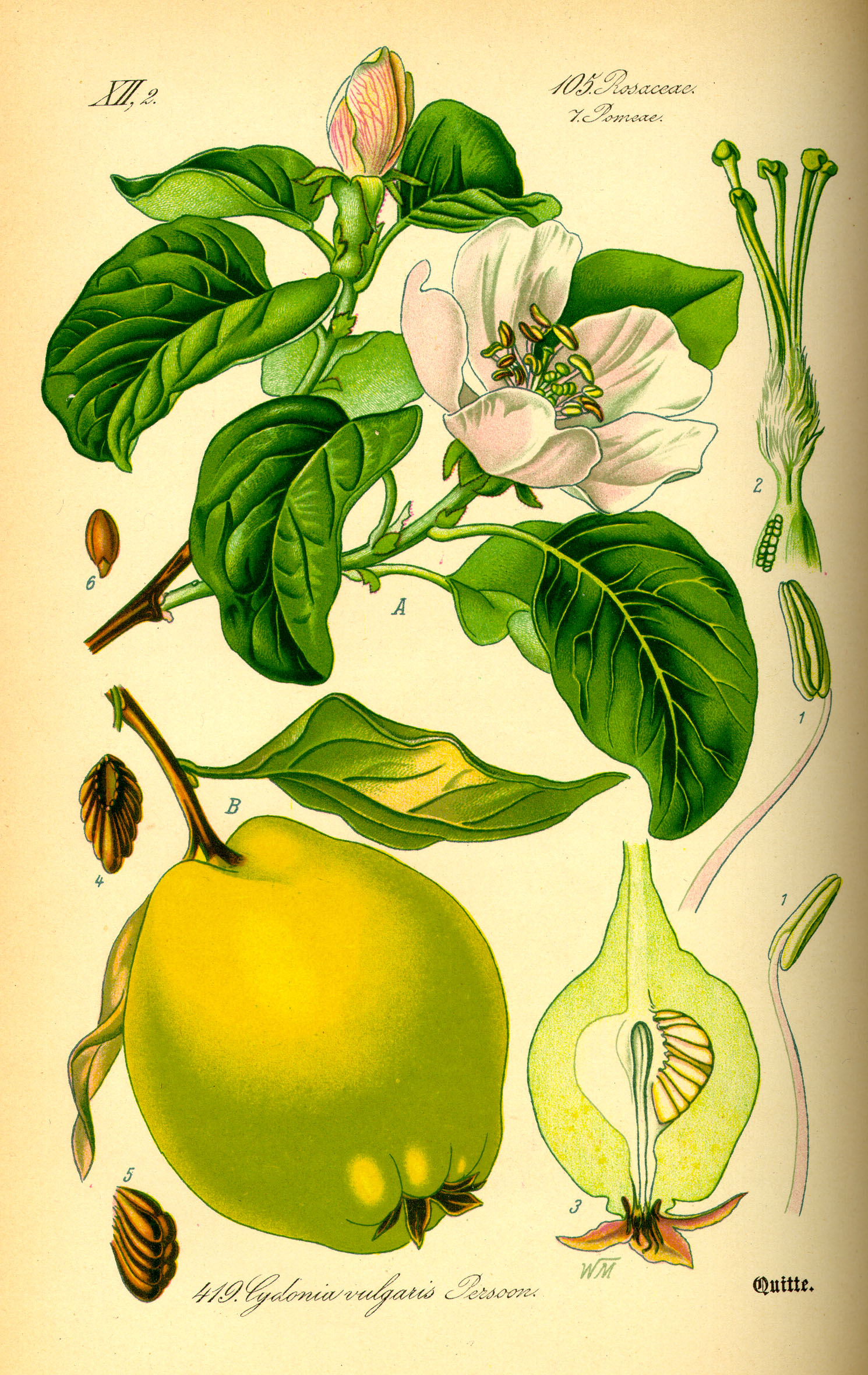 Illustration Cydonia oblonga0